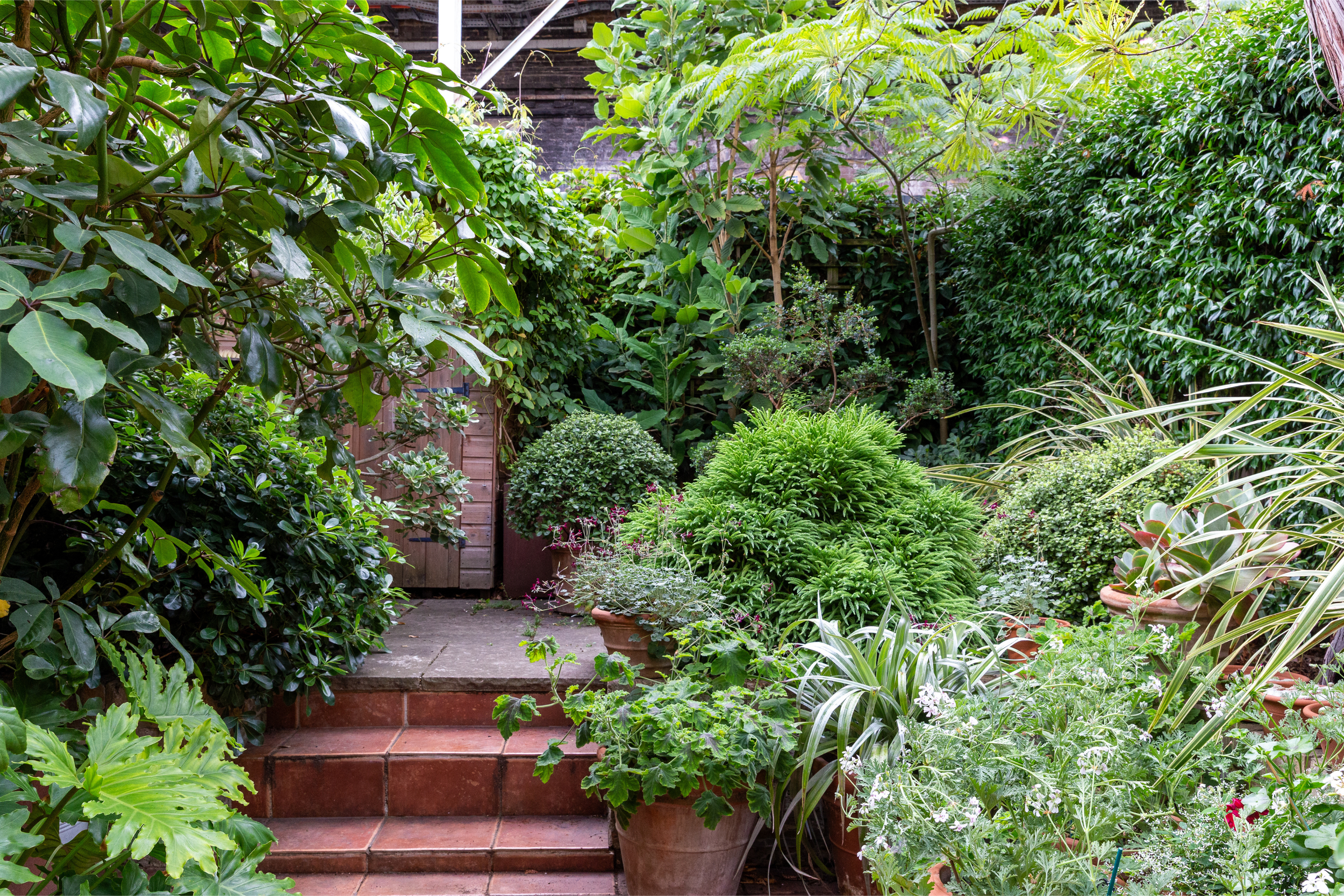 A lush backyard garden with green plants, trees, potted plants, and brick steps leading to a wooden gate.