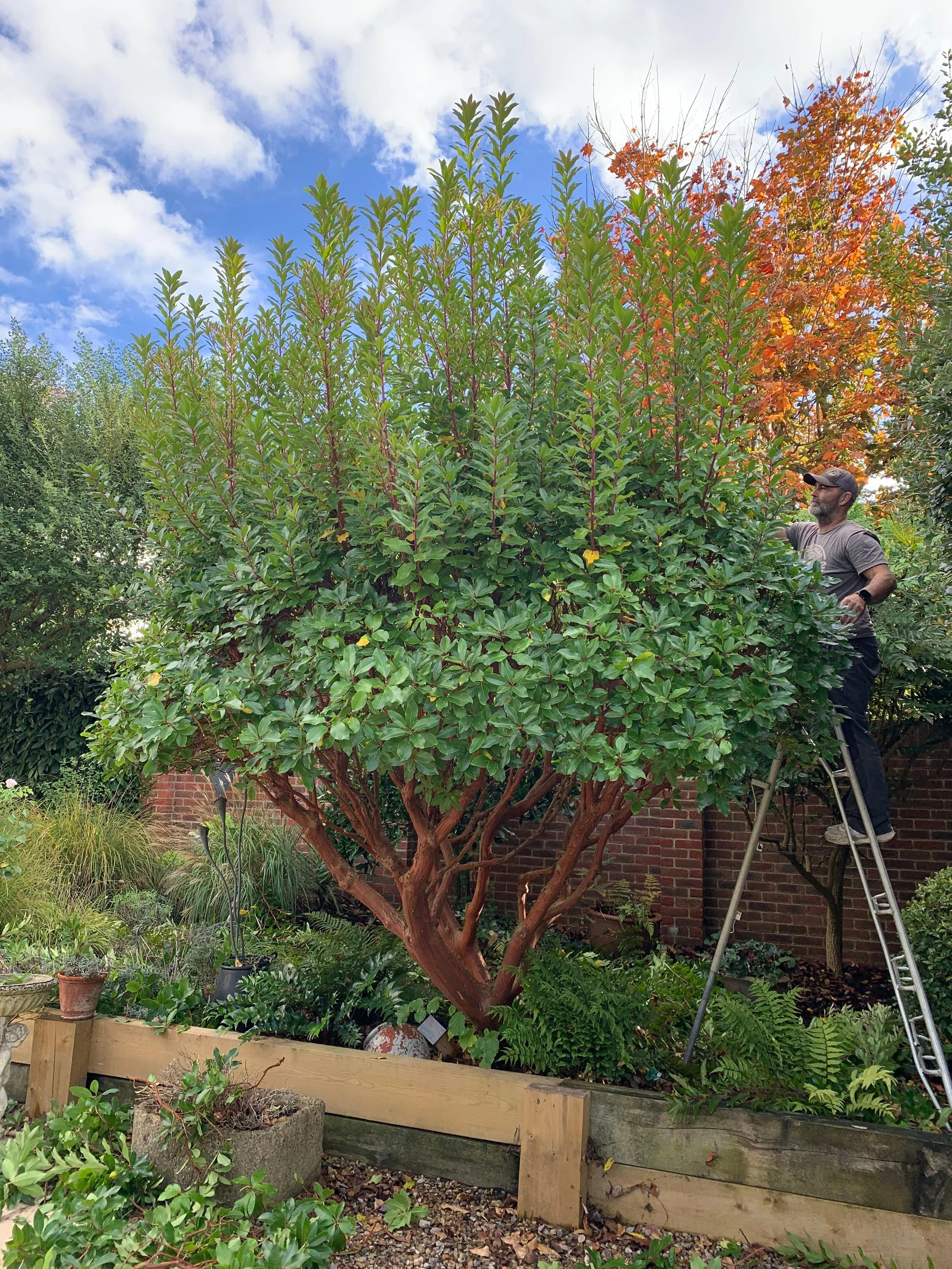 A man on a ladder (Marc) pruning a large, lush green shrub in a garden with a brick wall in the background and a partly cloudy sky overhead.