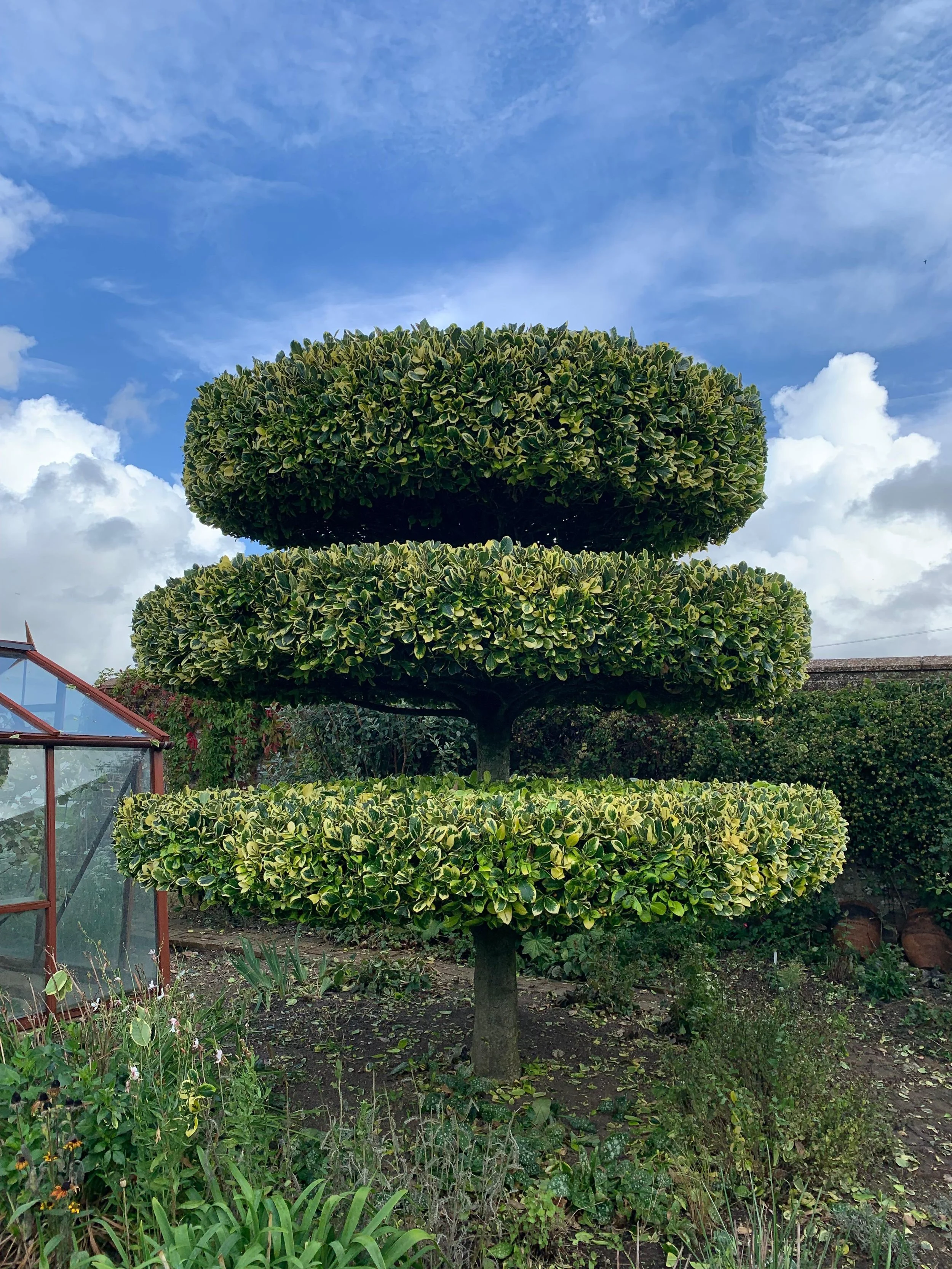 A garden scene with a unique, tiered, sculpted tree with three rounded, layered foliage covers, set against a partly cloudy sky. A small greenhouse is visible on the left.