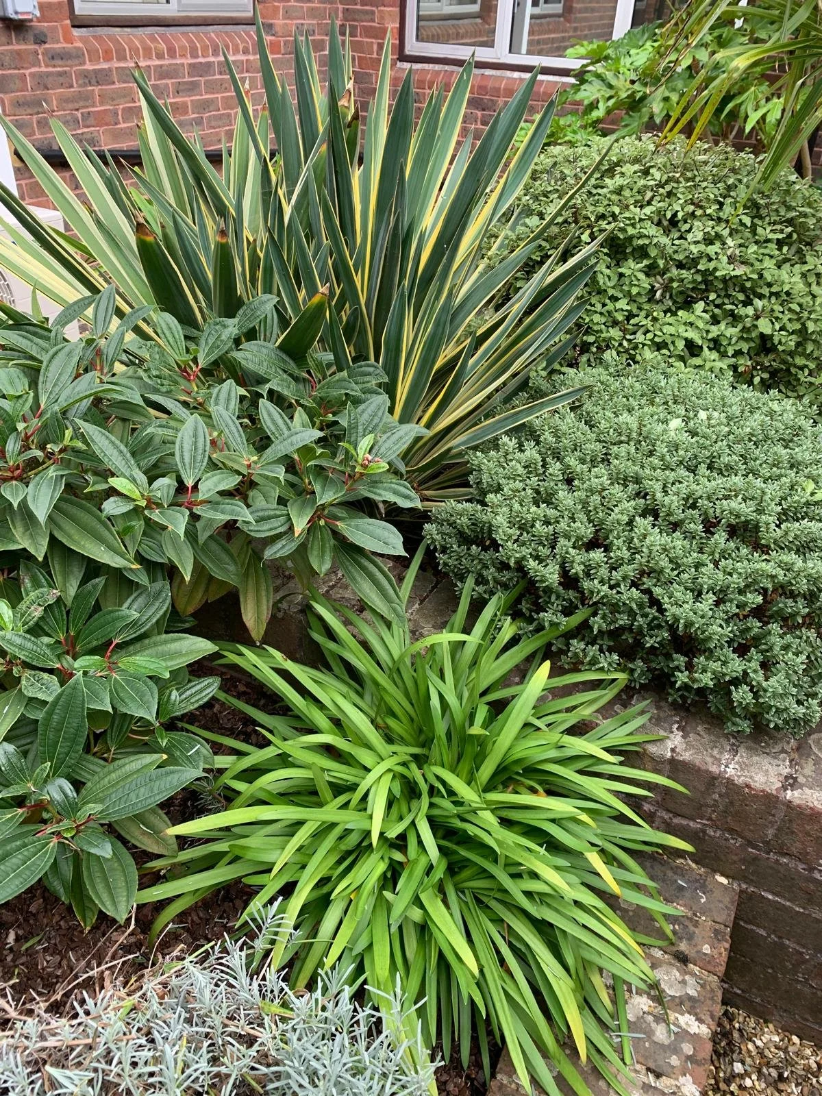 Various green garden plants, including spiky grass, leafy bush, and variegated foliage, growing along a brick wall