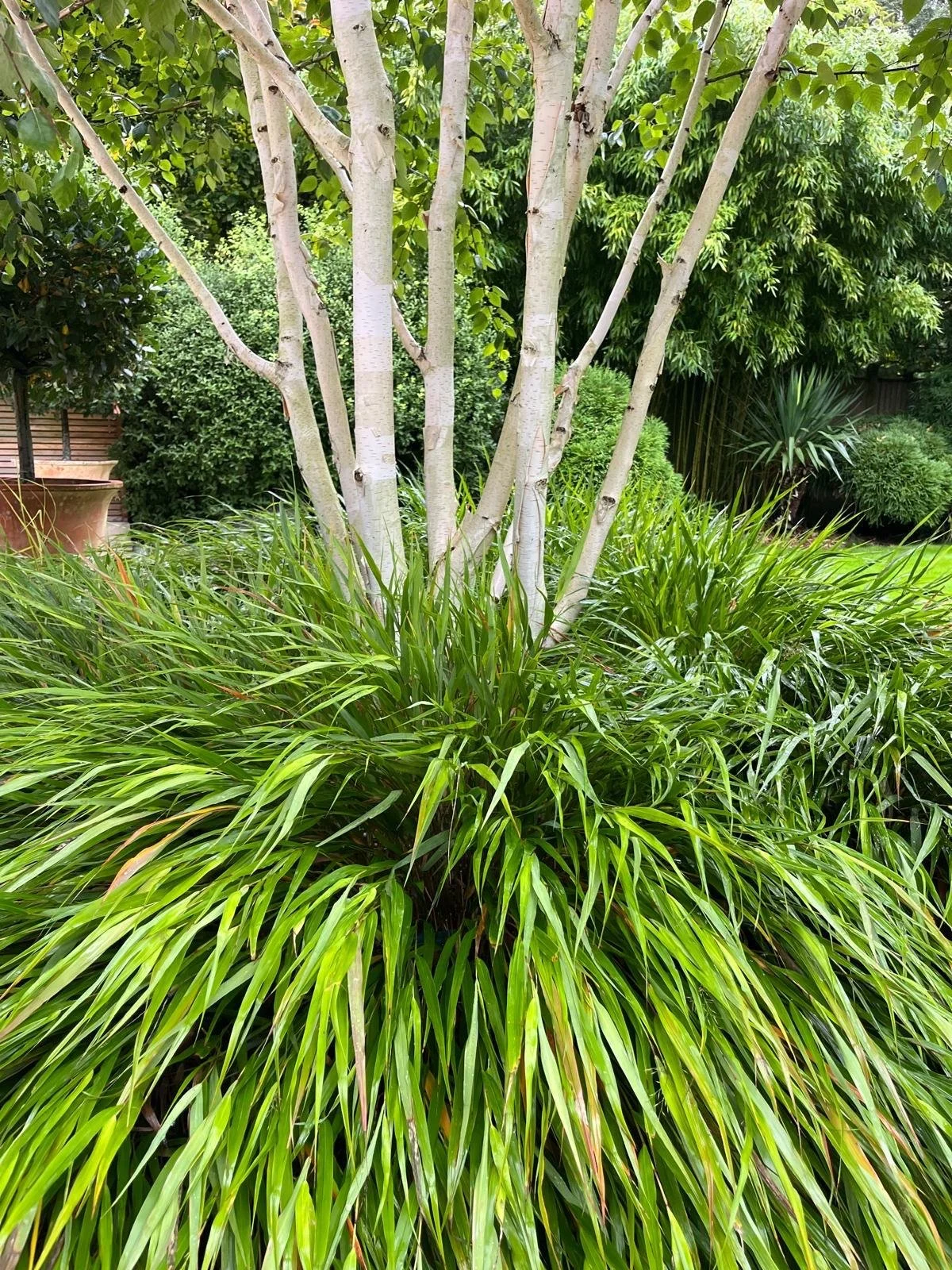 A backyard garden with a tree as the focal point, surrounded by lush green grass and various bushes and plants.