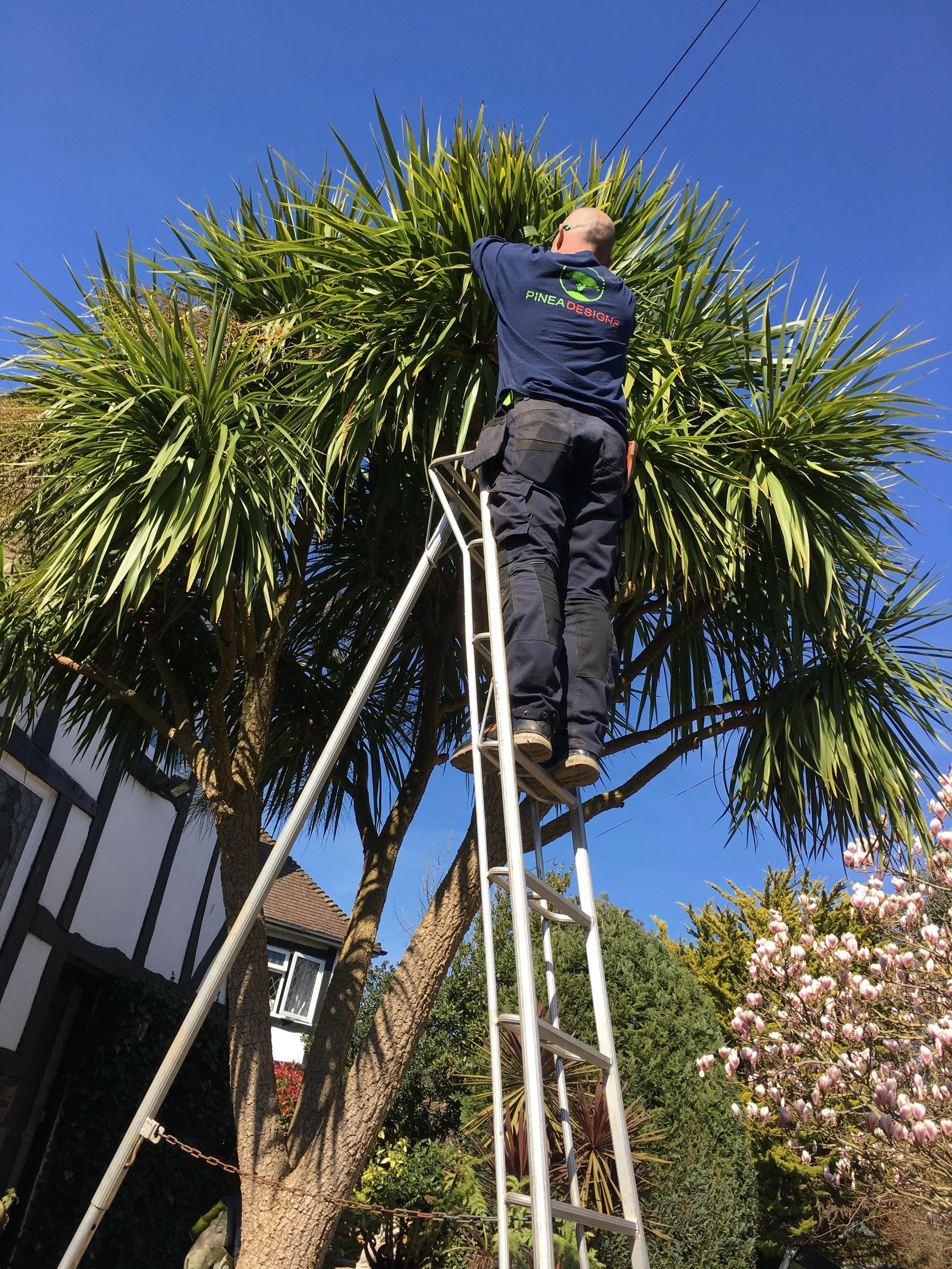 Marc standing on a ladder trimming the top of a large, tall palm tree with long, spiky leaves, in a garden with flowering trees and houses in the background under a clear blue sky.