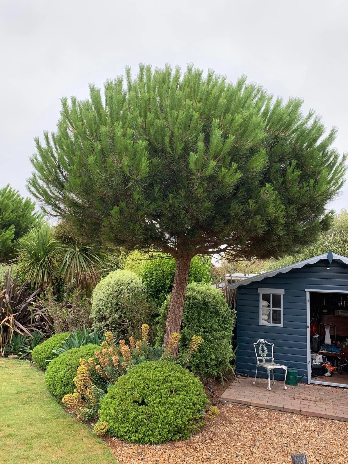A lush garden scene with a large, rounded green pine tree, various bushes and shrubs, and a small blue garden shed with an open door and a white outdoor chair nearby. The ground is covered with grass and gravel, and the sky is overcast.