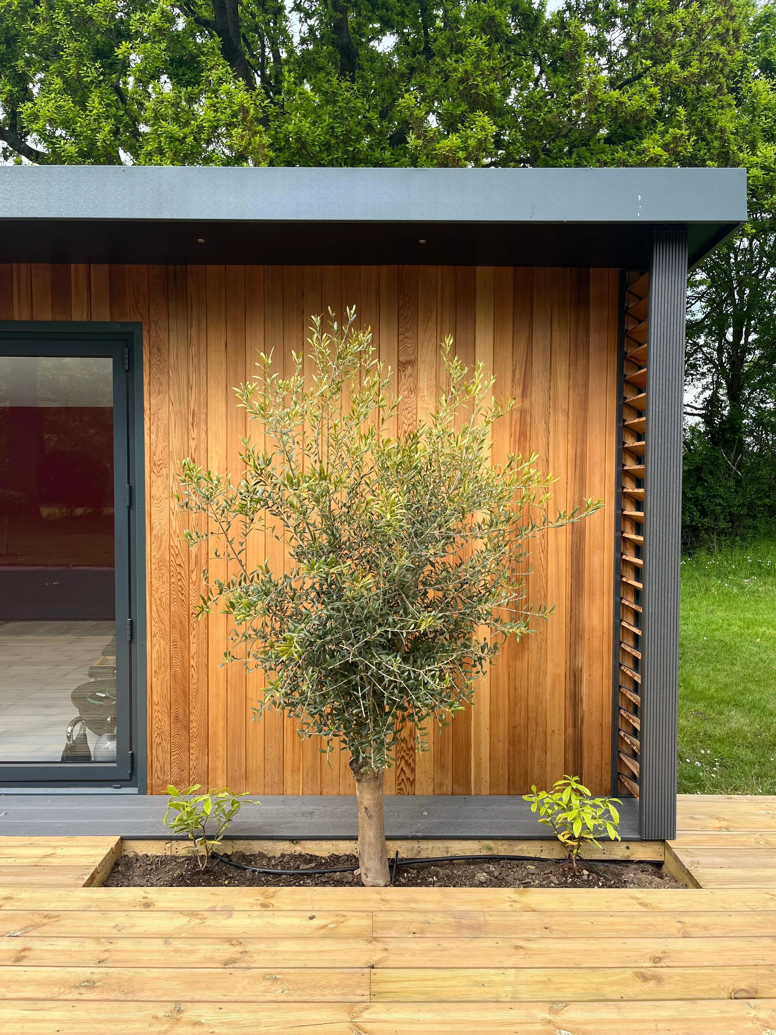 A modern building with wooden exterior walls, black accents, and large glass door, with a small tree and plants in front on a wooden deck.