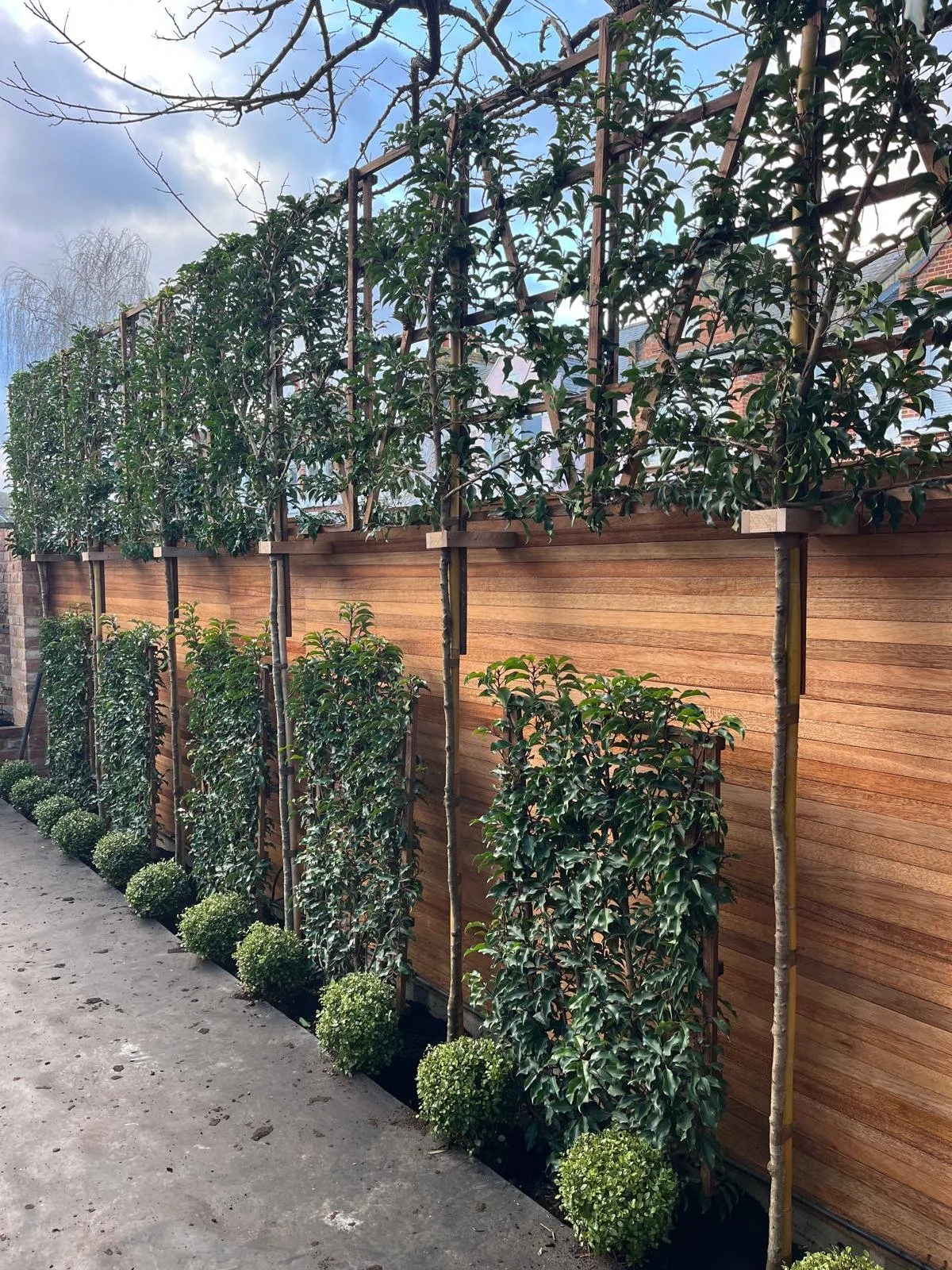 A wooden privacy fence with trellised greenery and shrubs along a concrete sidewalk.