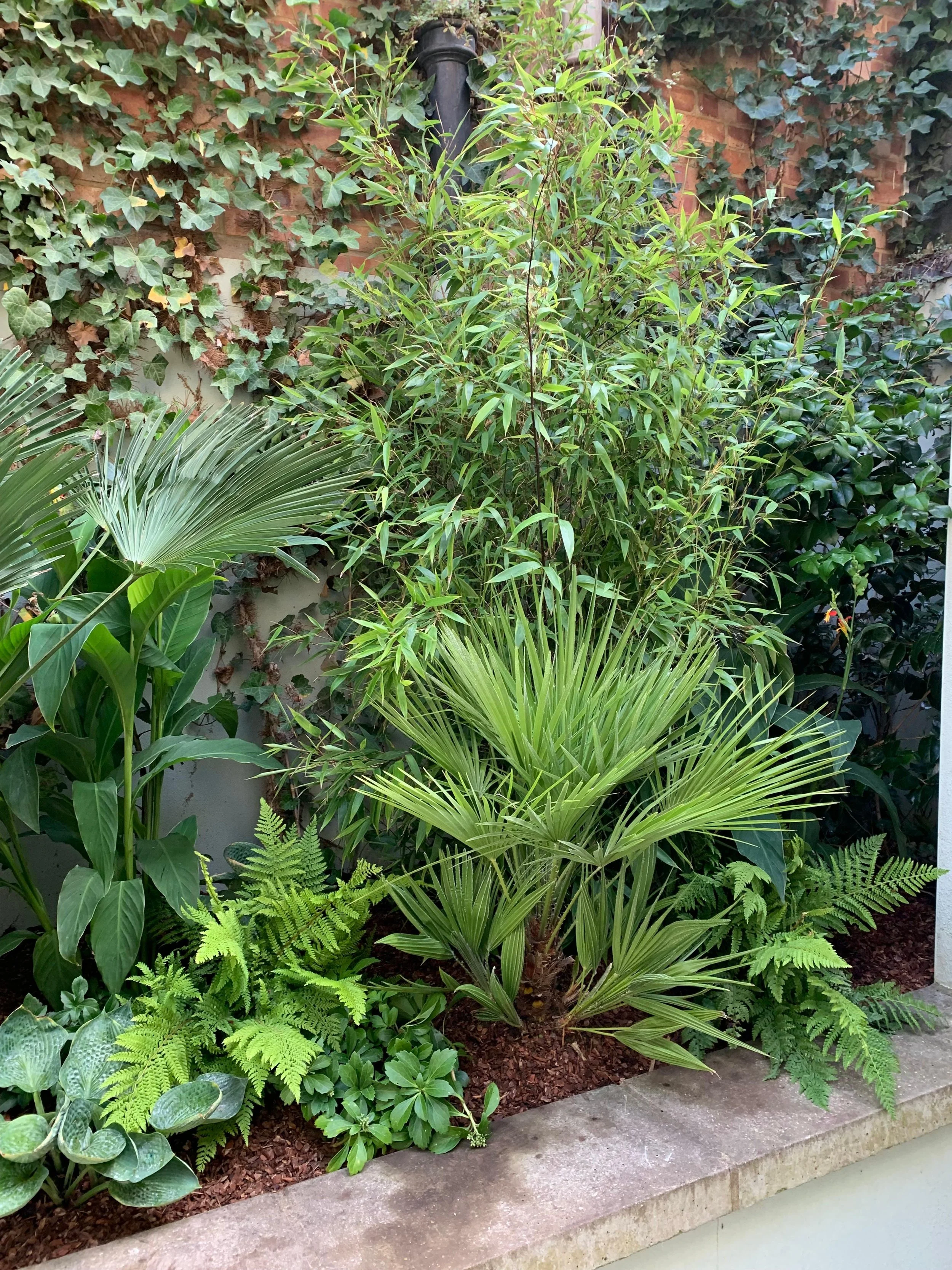 A garden with various green plants and foliage, including ferns, palm-like plants, and climbing ivy against a brick wall, with a low brick border along the ground.