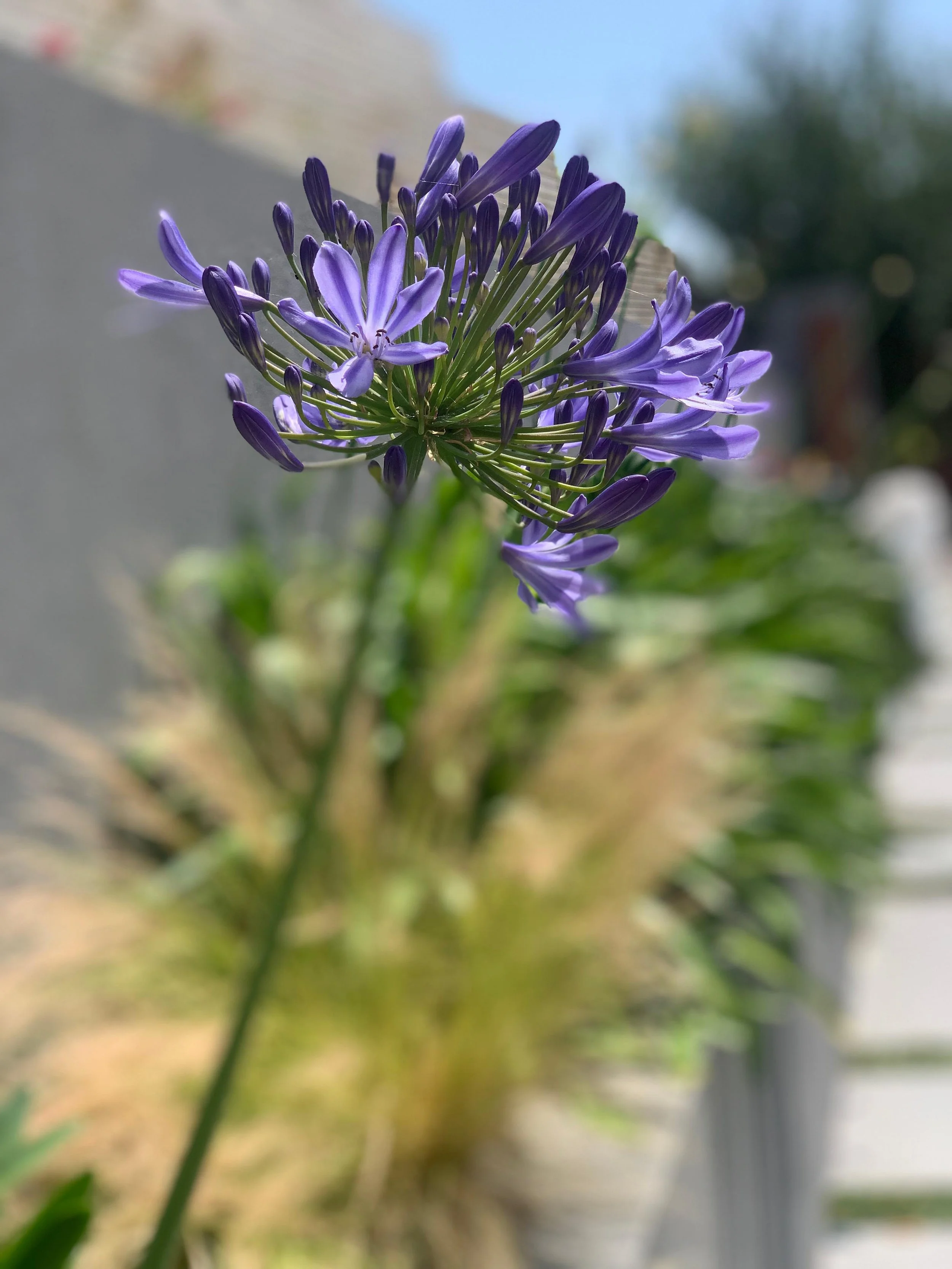 Purple agapanthus flower with clusters of small buds and a single open bloom against blurred greenery and sidewalk background.
