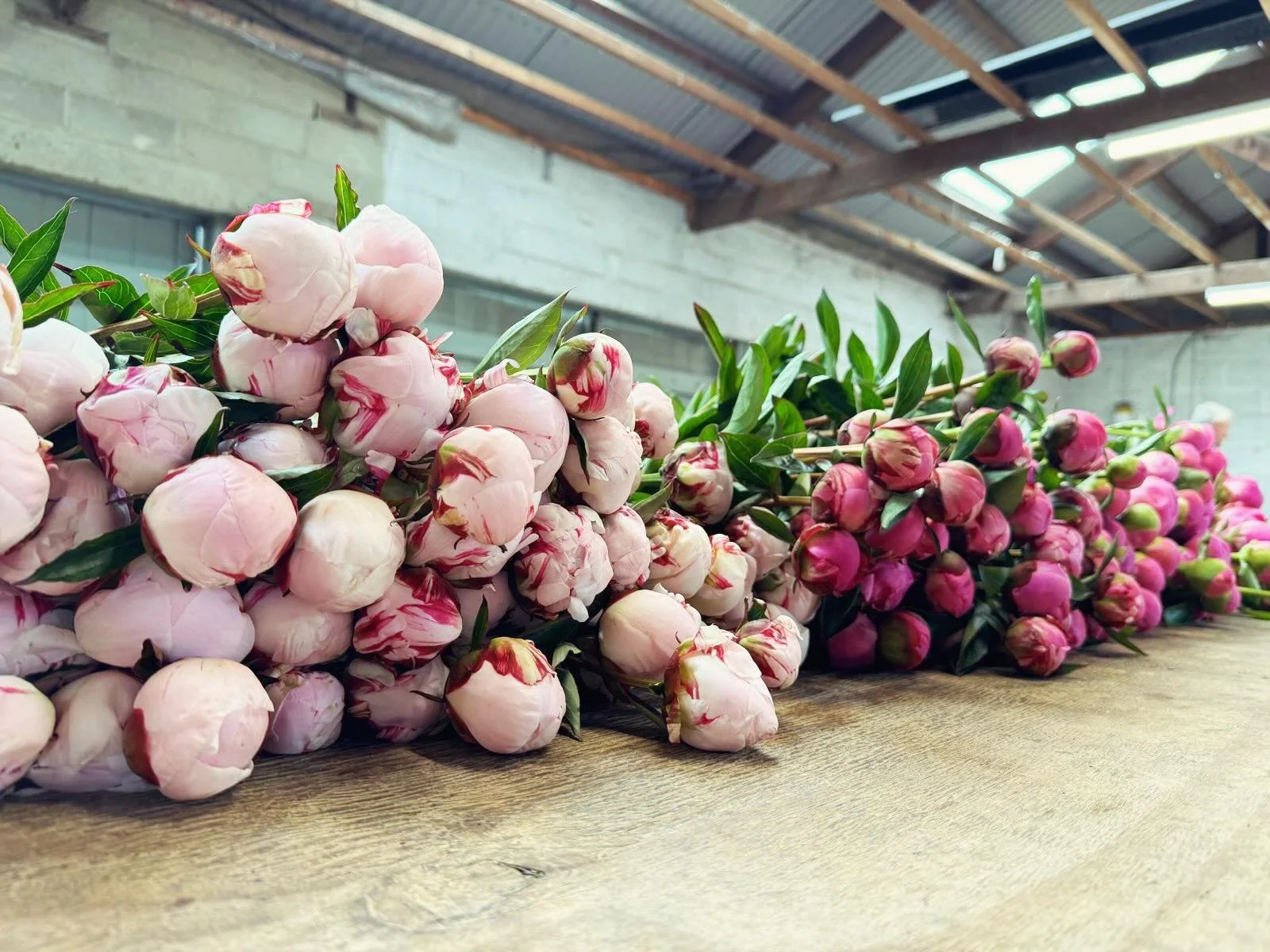 📣 WE ARE OPEN FOR ONLINE ORDERS!!! 📣 ☺️🌸📬 📦 🚚 First delivery date is 27th May, we will run through to mid June, exact date tbc on supply&hellip; Not to be dramatic or anything but demand is HIGH so if you want your box of EPIC fresh peonies del