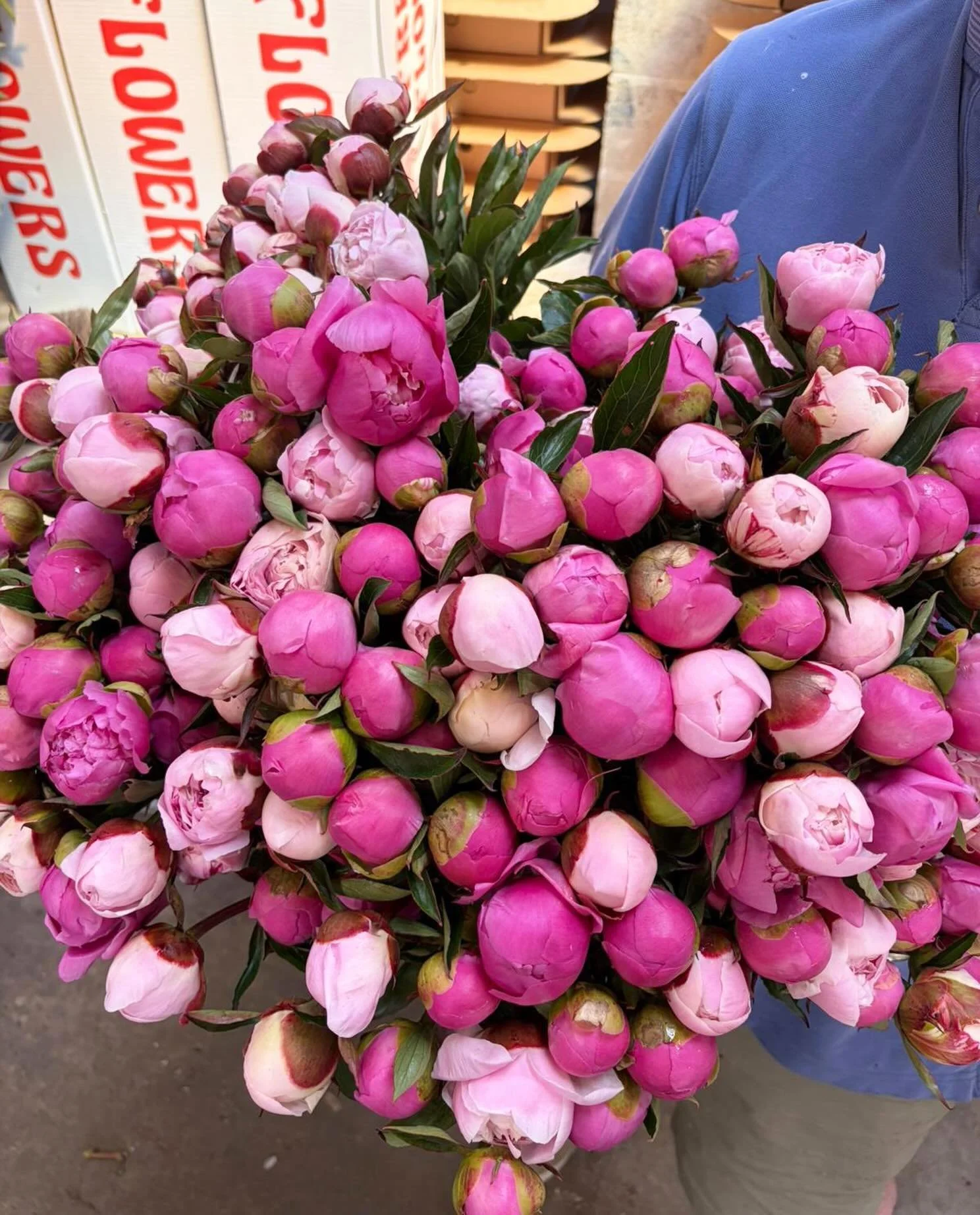FARM GATE SALES OPEN! 💜💗🤍 This STUNNING weather is bringing the flowers on fasssst, and we are selling bunches of these beauties as fresh as you can get them from the farm gate for &pound;20 - card payment fine 😃 CO6 2QF, exact address on website