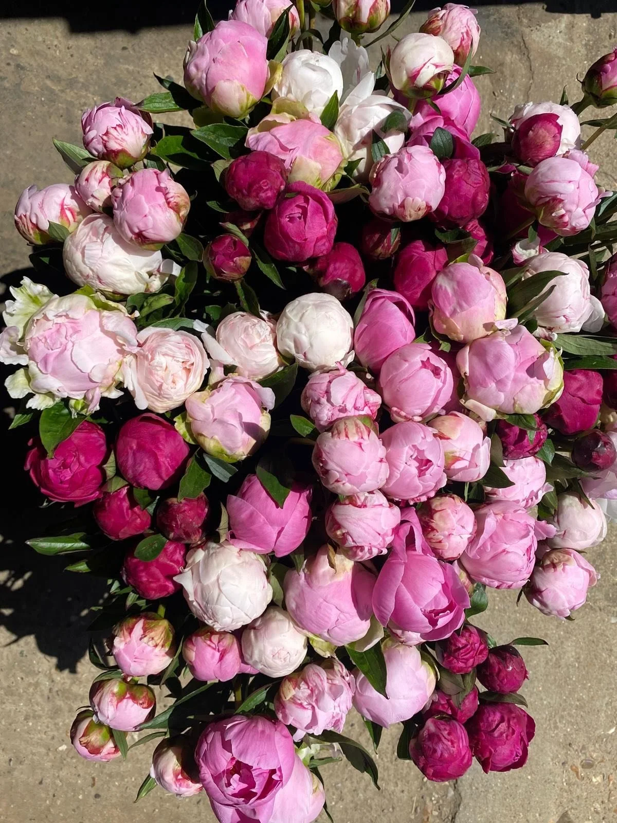 Delivery of these beauties to your DOOR! 🚛 📦🚪 🌸😄 Just managed to finish cutting before the rain, yes it was a hotttt couple of weeks out there 🥵! So we are quickly speeding through the tiny tiny peony season &hellip; don&rsquo;t miss out on you
