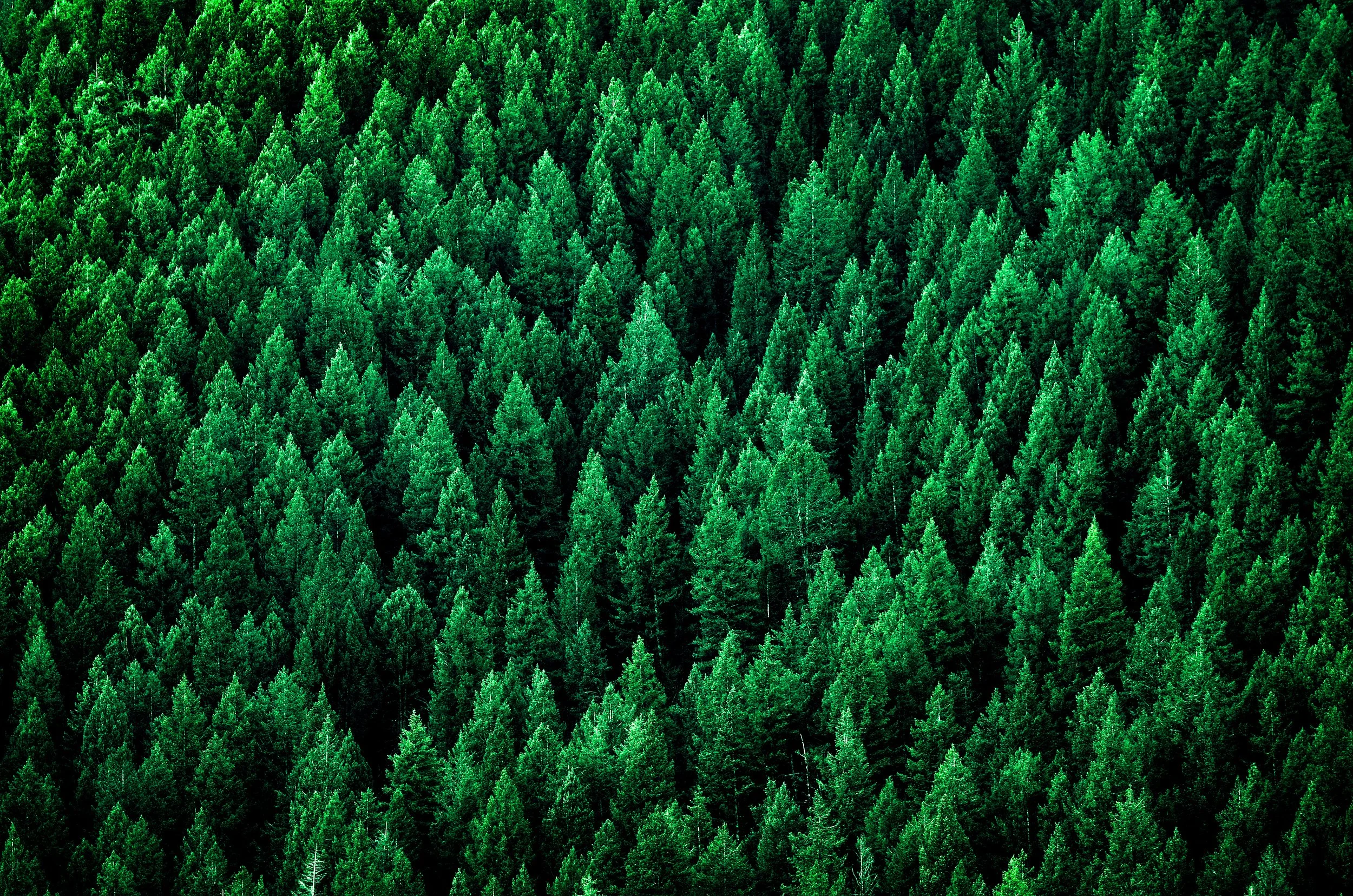 Dense forest of tall green pine trees viewed from above.