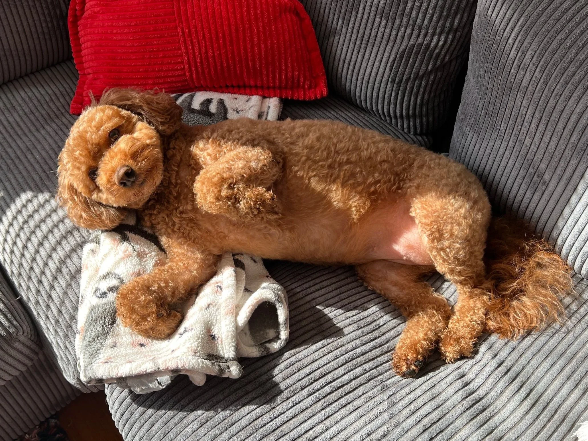 A brown curly-haired dog lying on a gray striped couch, with a red pillow and a white blanket nearby.