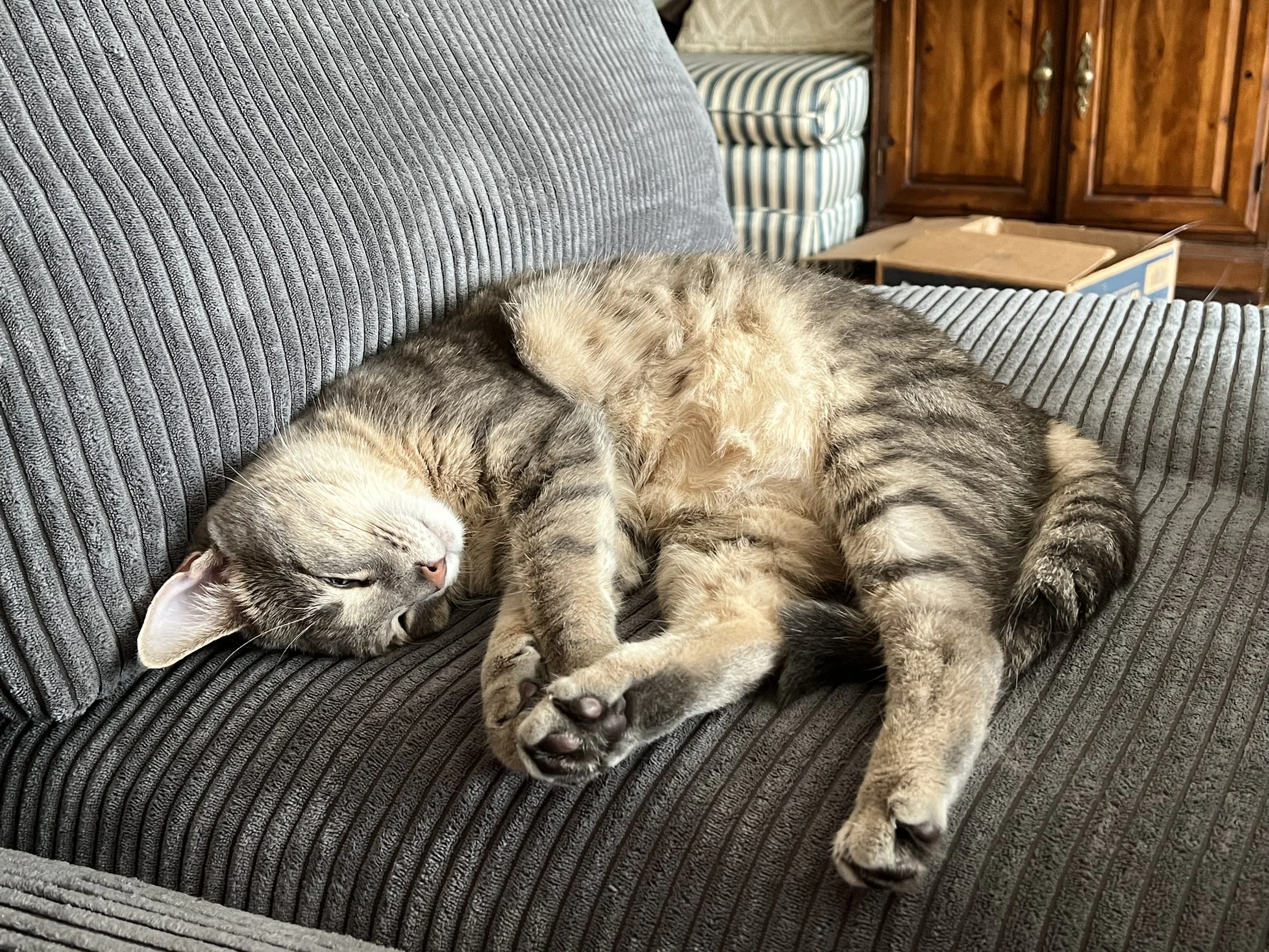 Two kittens, one gray and the other tan with stripes, are cuddling and sleeping together on a gray, ridged fabric couch. In the background, there are wooden cabinets and a cardboard box.