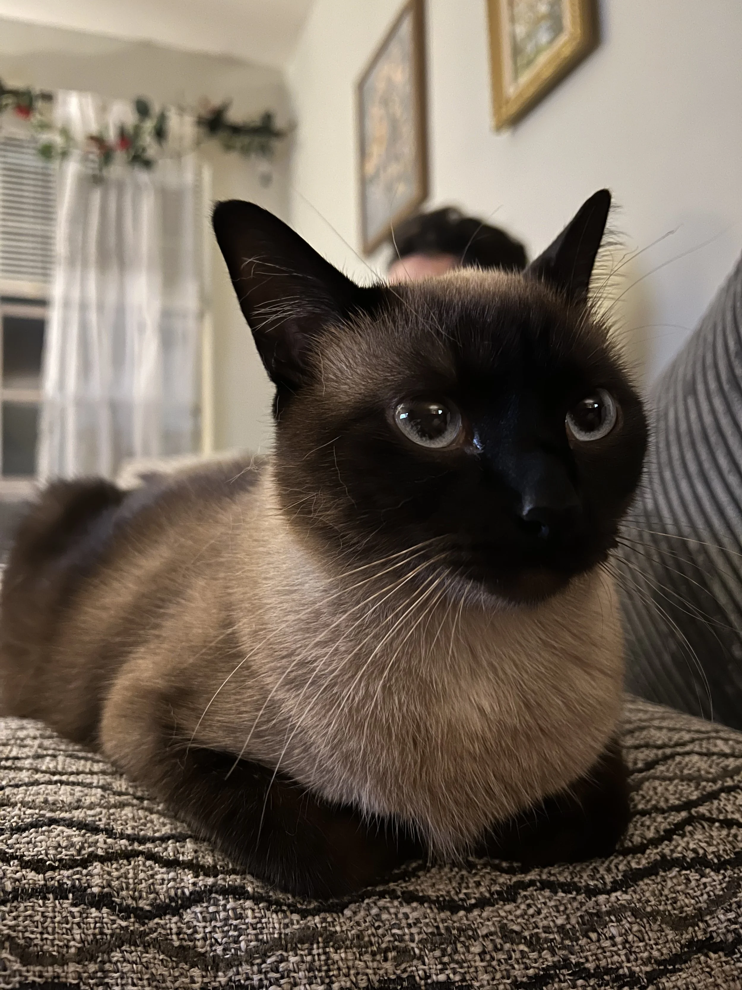Close-up of a Siamese cat lying on a textured carpet, with another person and framed pictures on the wall in the background.