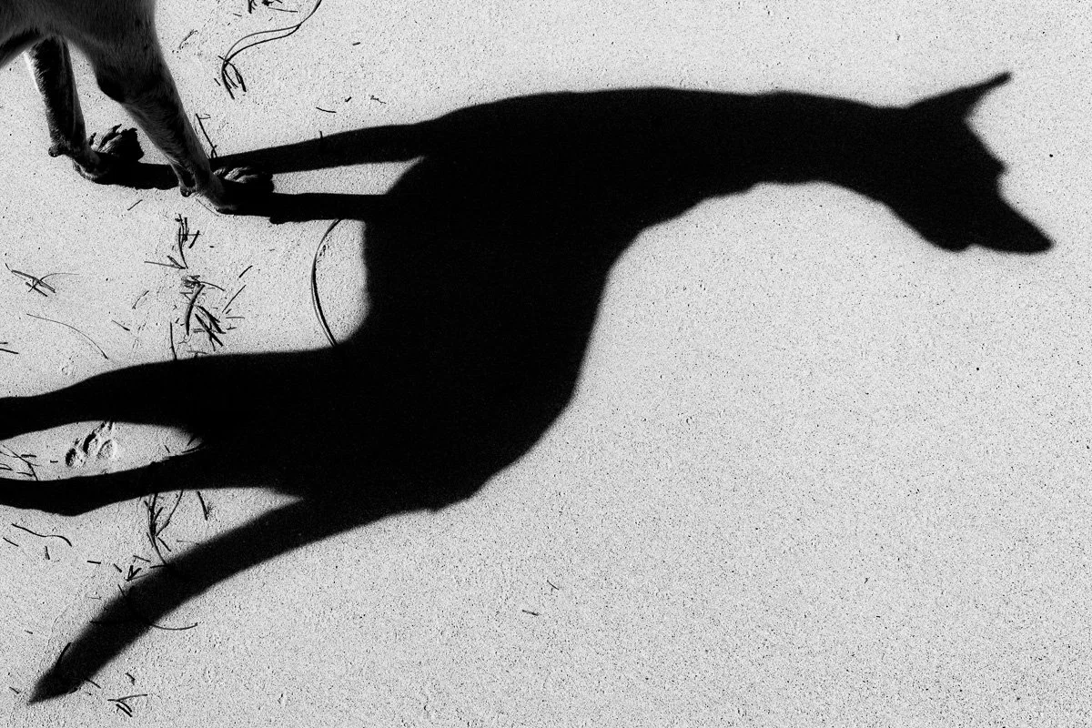 Beach Dog.jpg