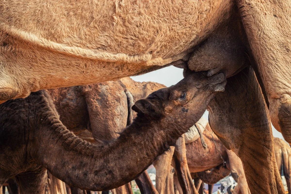 Pushkar Camel Fair 15.jpg