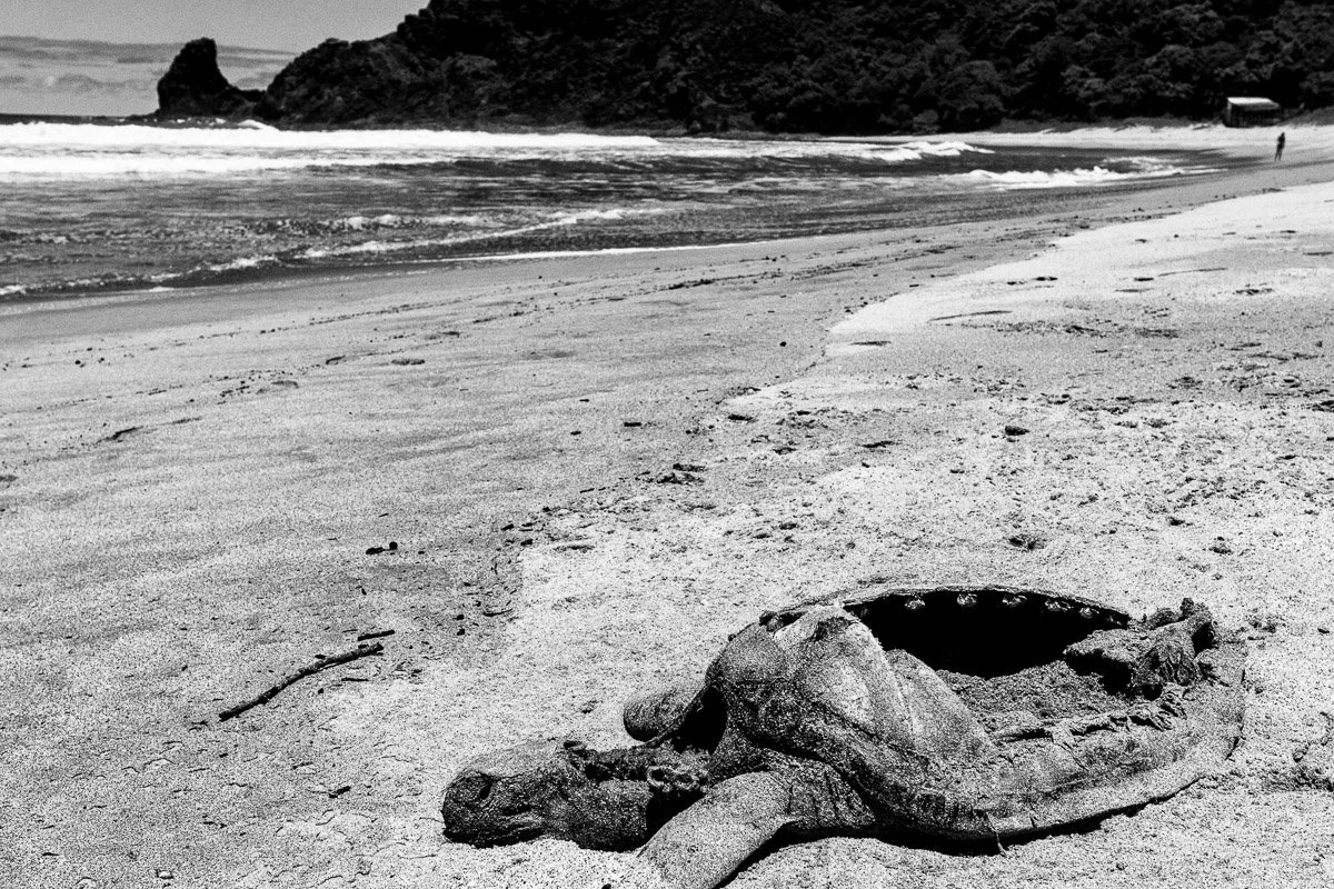 04 Another Ecological Disaster.jpg