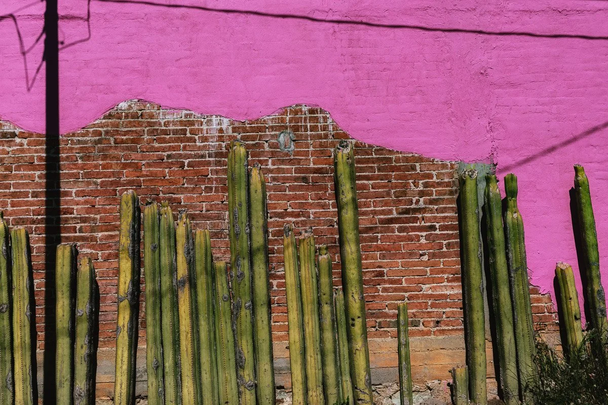 Cactii On Pink Wall.jpg