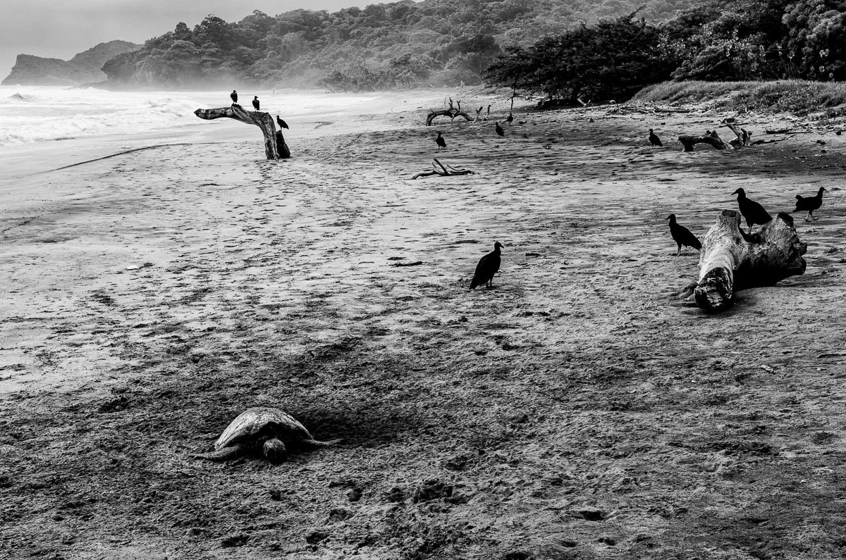 01 Another Ecological Disaster.jpg