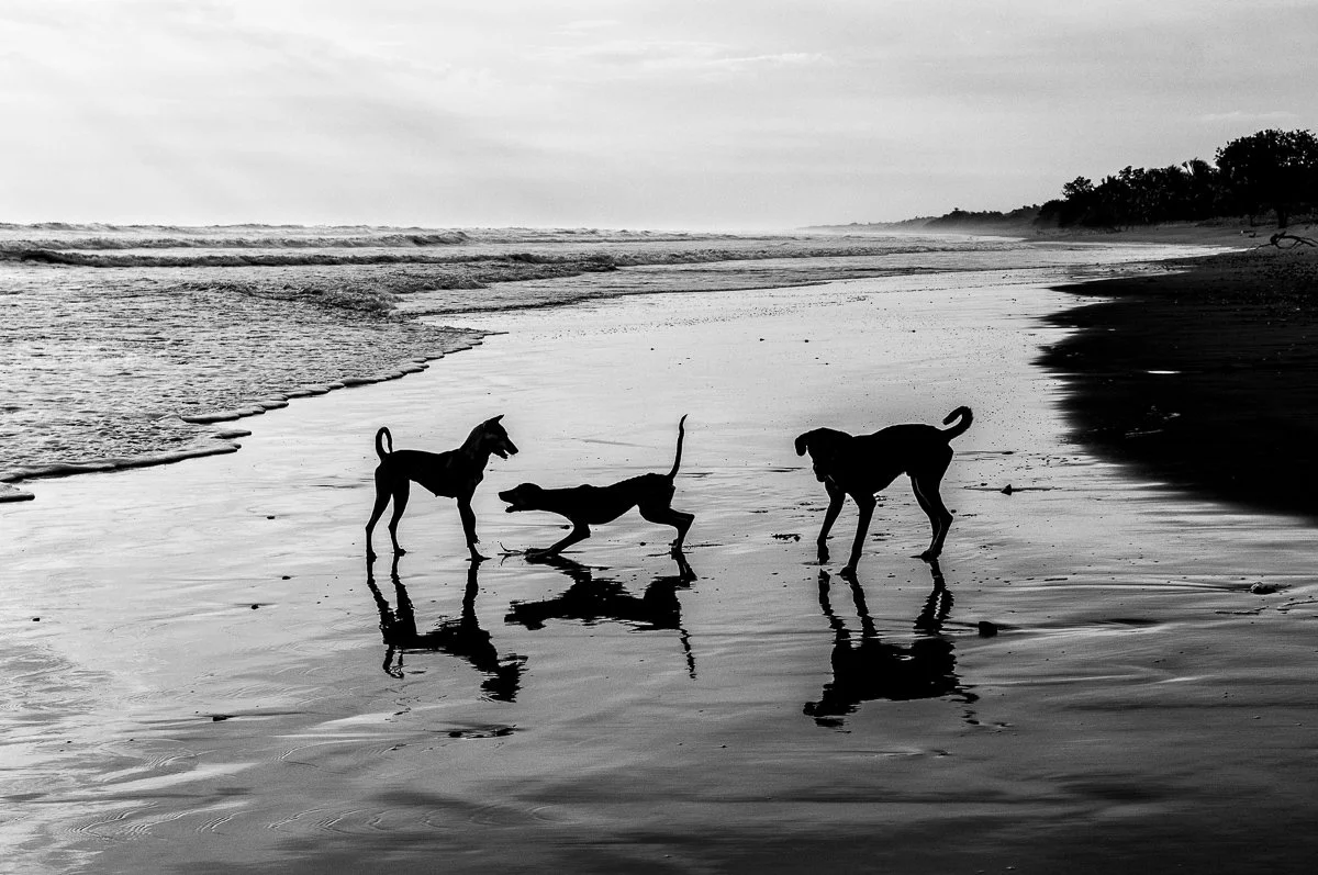 Beach Dogs.jpg