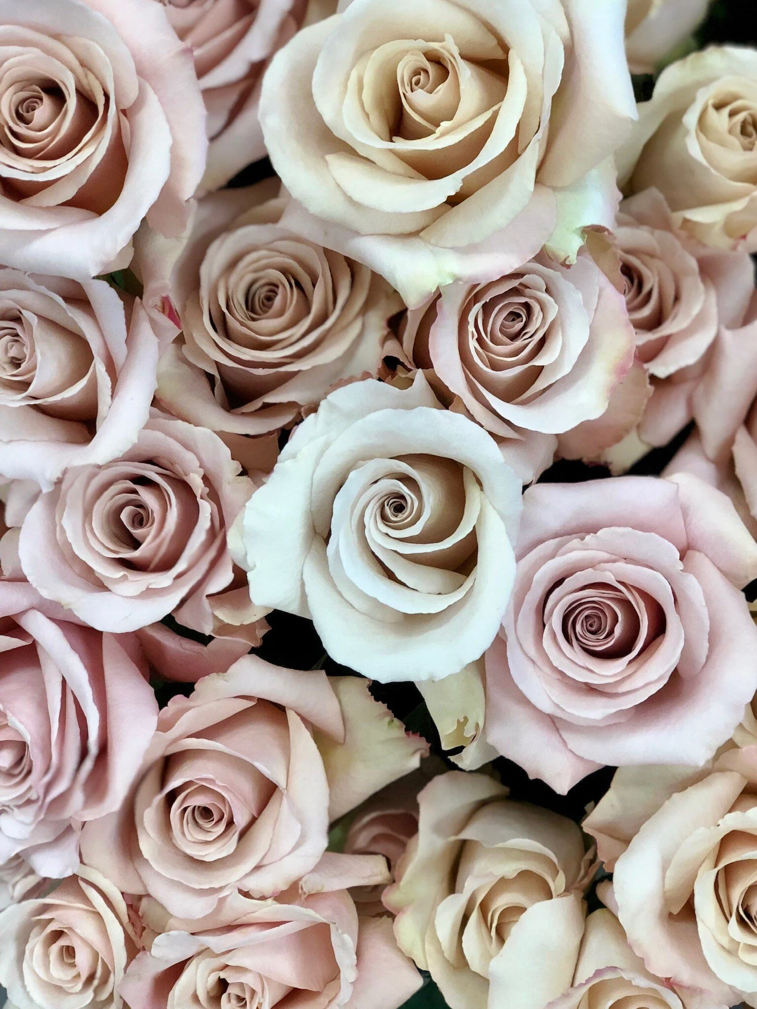 Close-up of multiple pale pink and cream roses arranged closely together.