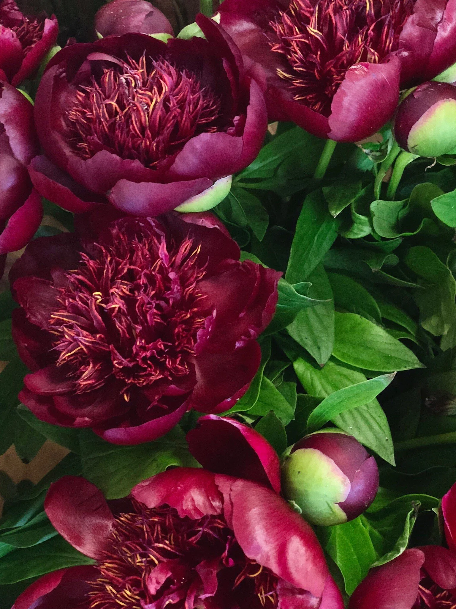 Close-up of deep red peony flowers in bloom with lush green leaves.