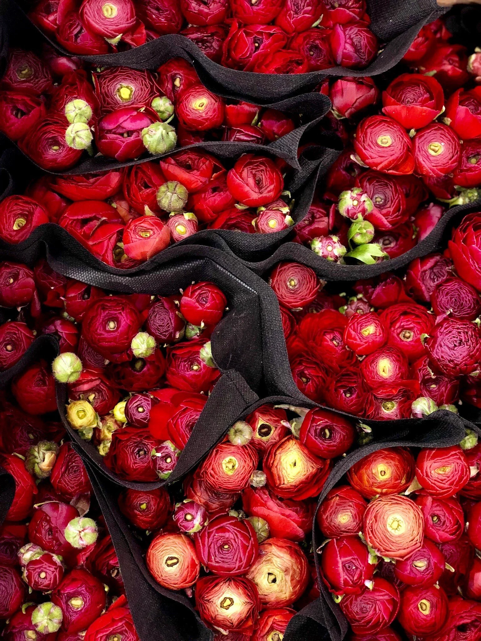 Red ranunculus flowers with green buds, scattered among black fabric strips.
