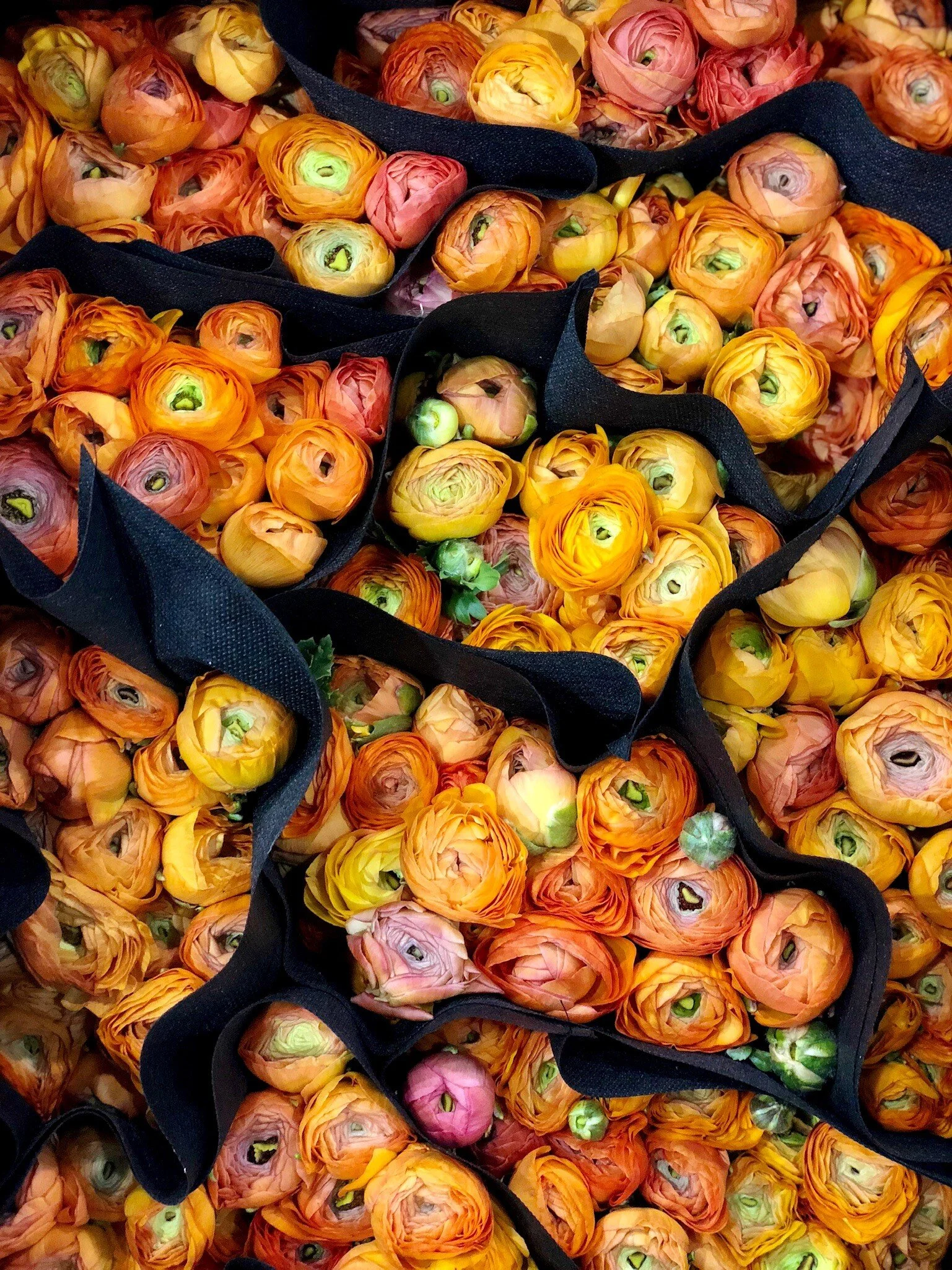 Multiple bundles of cut flowers, primarily ranunculus, in shades of orange, pink, and yellow, organized in black tote bags.