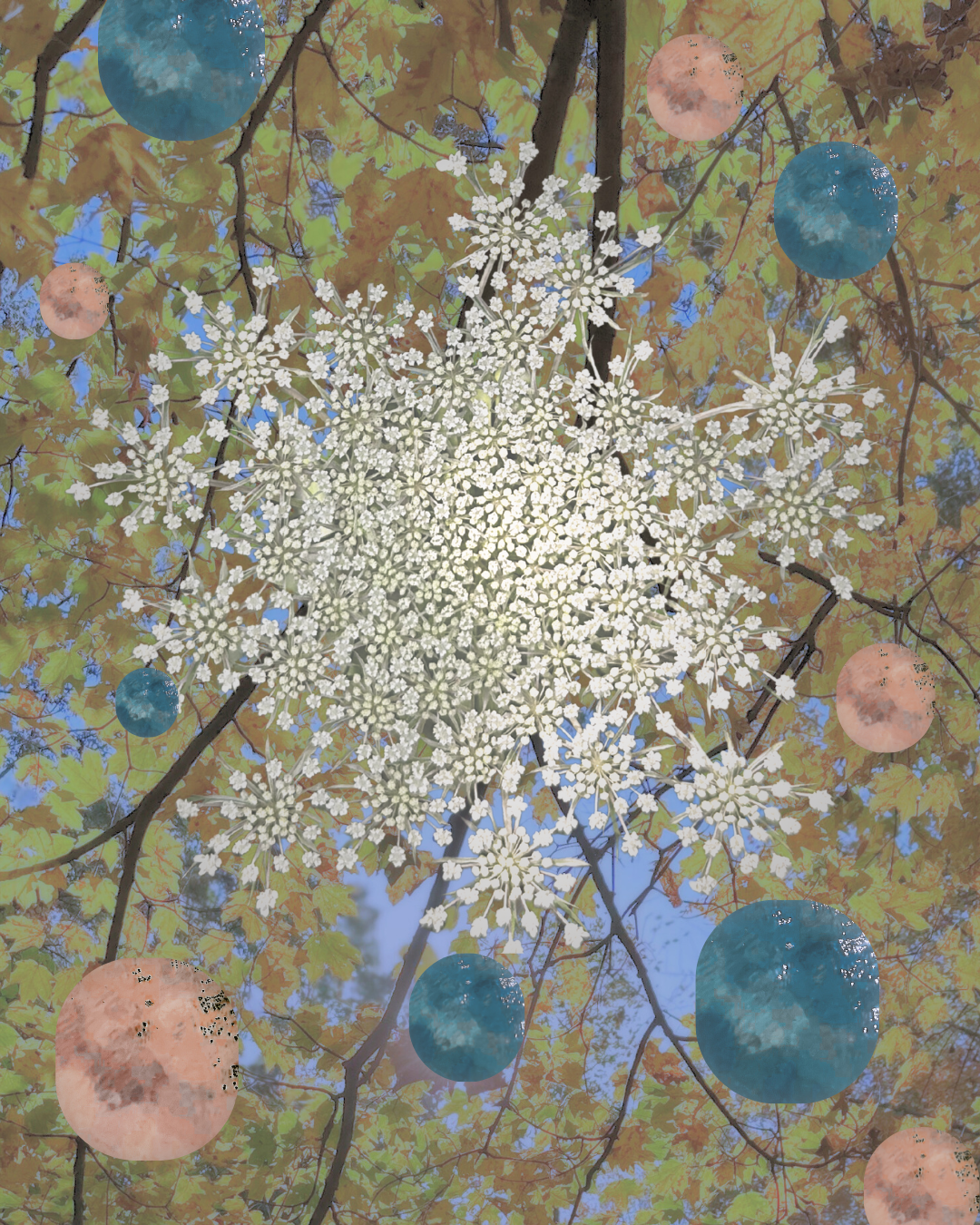 Lily of the Valley.png