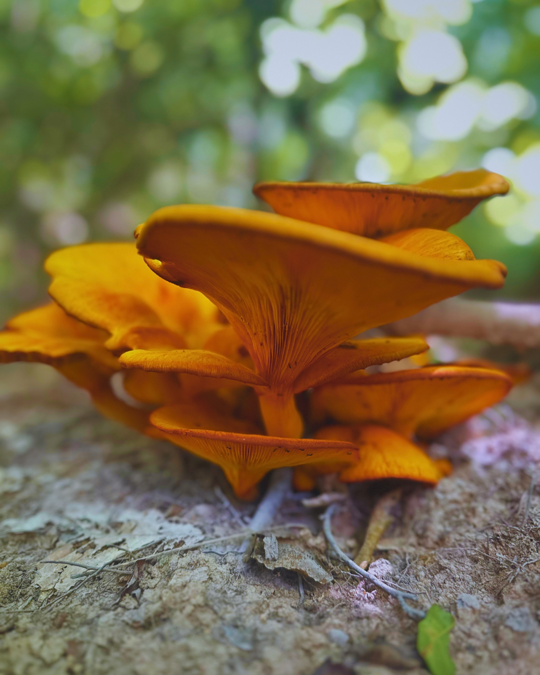orange mushroom.png