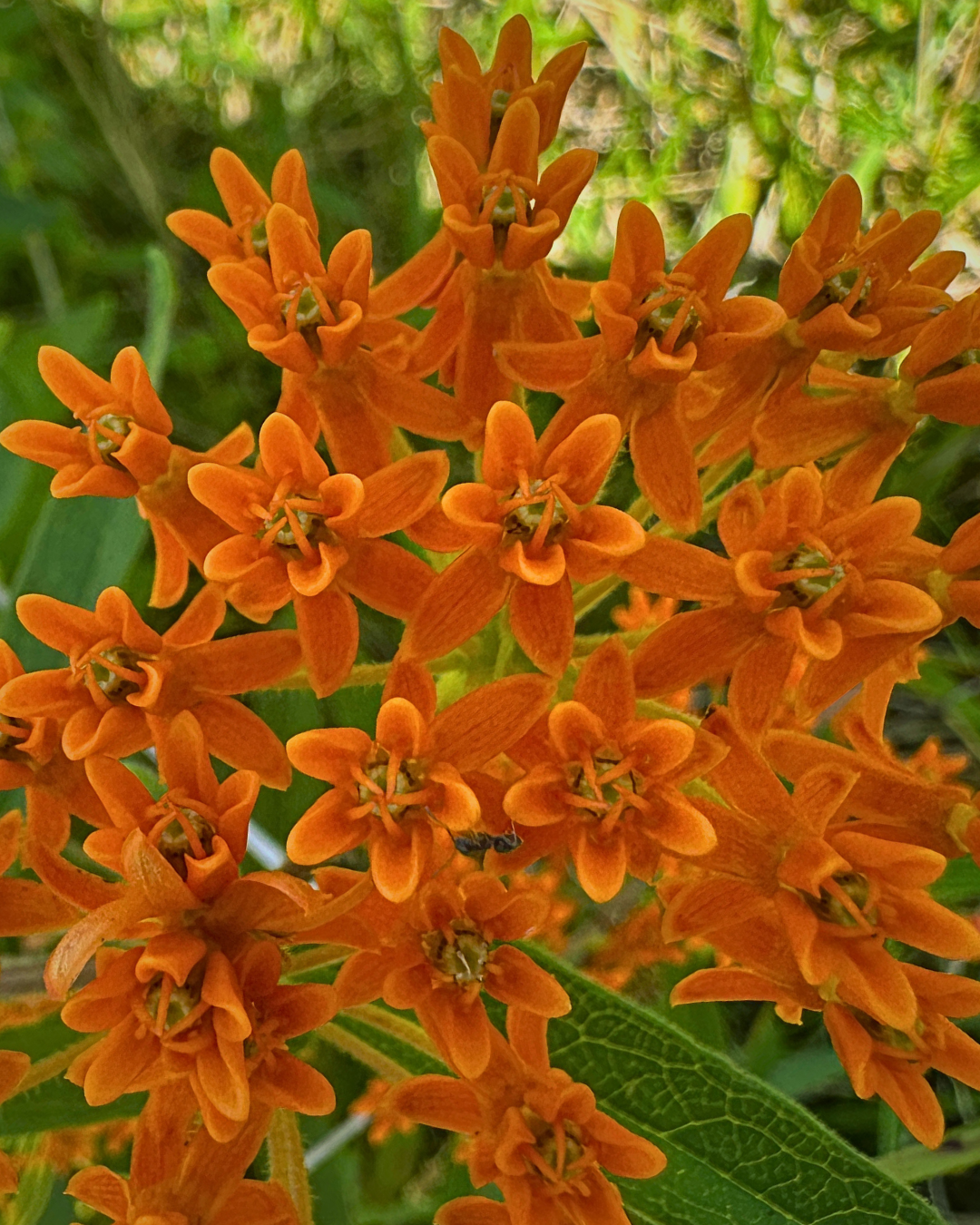 orangeflower.png
