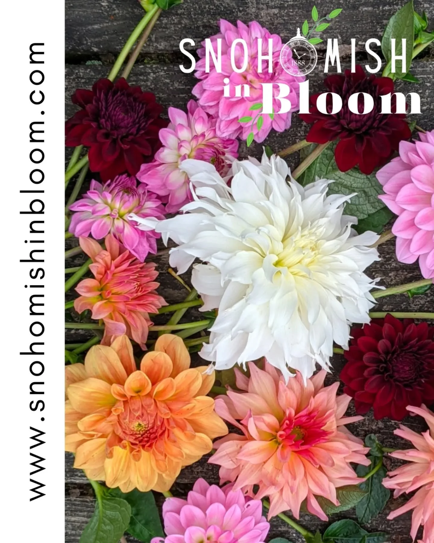 We know this event will be truly special and we want you to be a part of it!  Visit our website at www.snohomishinbloom.com to learn more about how you can help. This will be a collaborative effort bringing blooms, creativity, and vibrancy to downtow