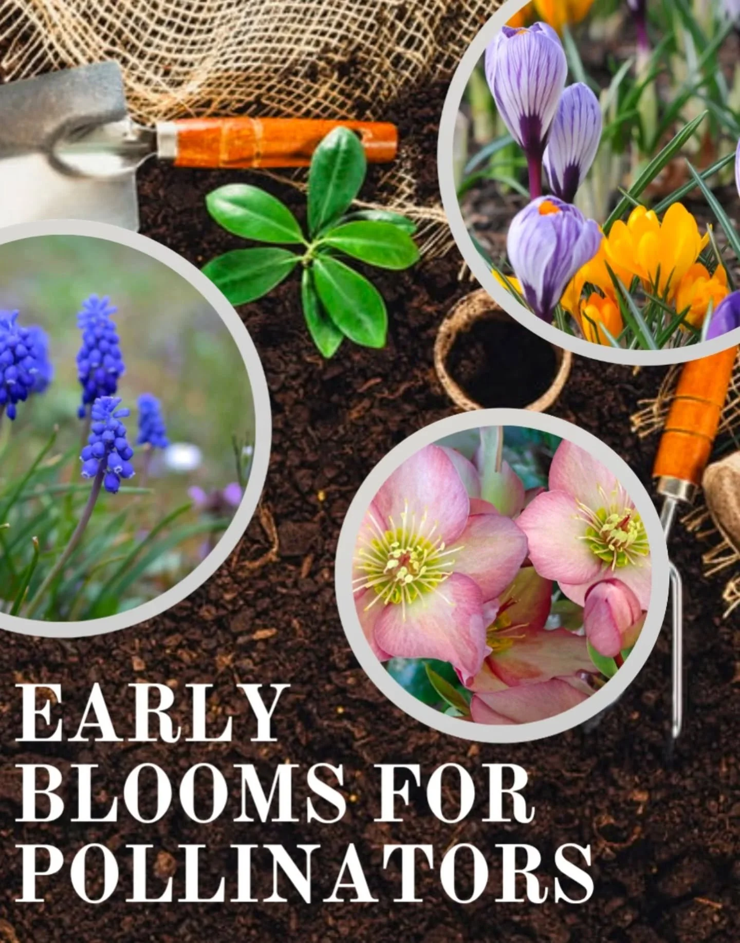 Despite the weather this week, we know spring is on the way. And so are the pollinators!&nbsp;

Here are a few tips to make sure they 🐝🐞 feel welcome!&nbsp;

Fitting for St. Patrick's Day - Don&rsquo;t Mow the 'Gold' 🌼 Dandelions and clover are so