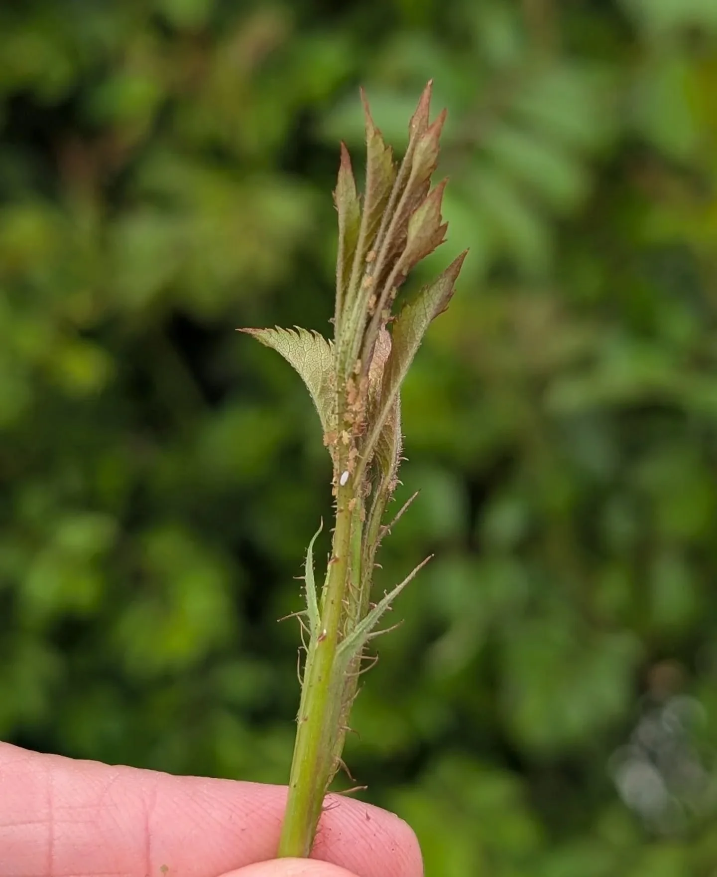 Okay flower friends, aphids are here😕 What are your favorite solutions or best keep secrets? Insecticidal soap, neem oil, diluted dish soap, blasts of water...the satisfaction of squishing them 😆🪲 Let's share and help give our plants a fighting ch