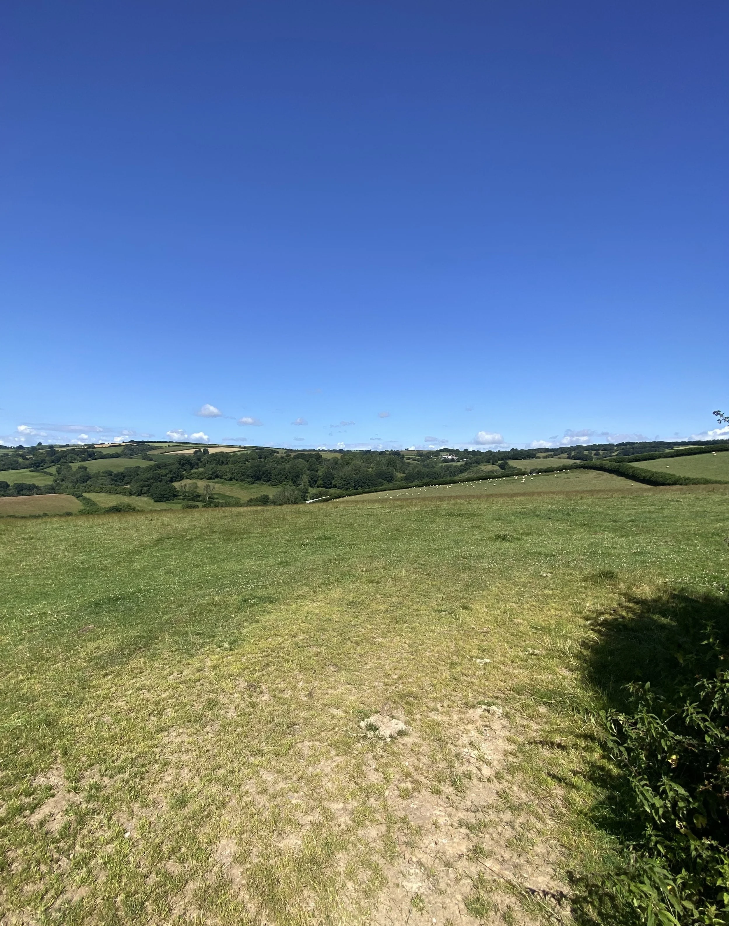 Open grassy field under a clear blue sky with scattered clouds and a distant horizon with rolling hills and trees.