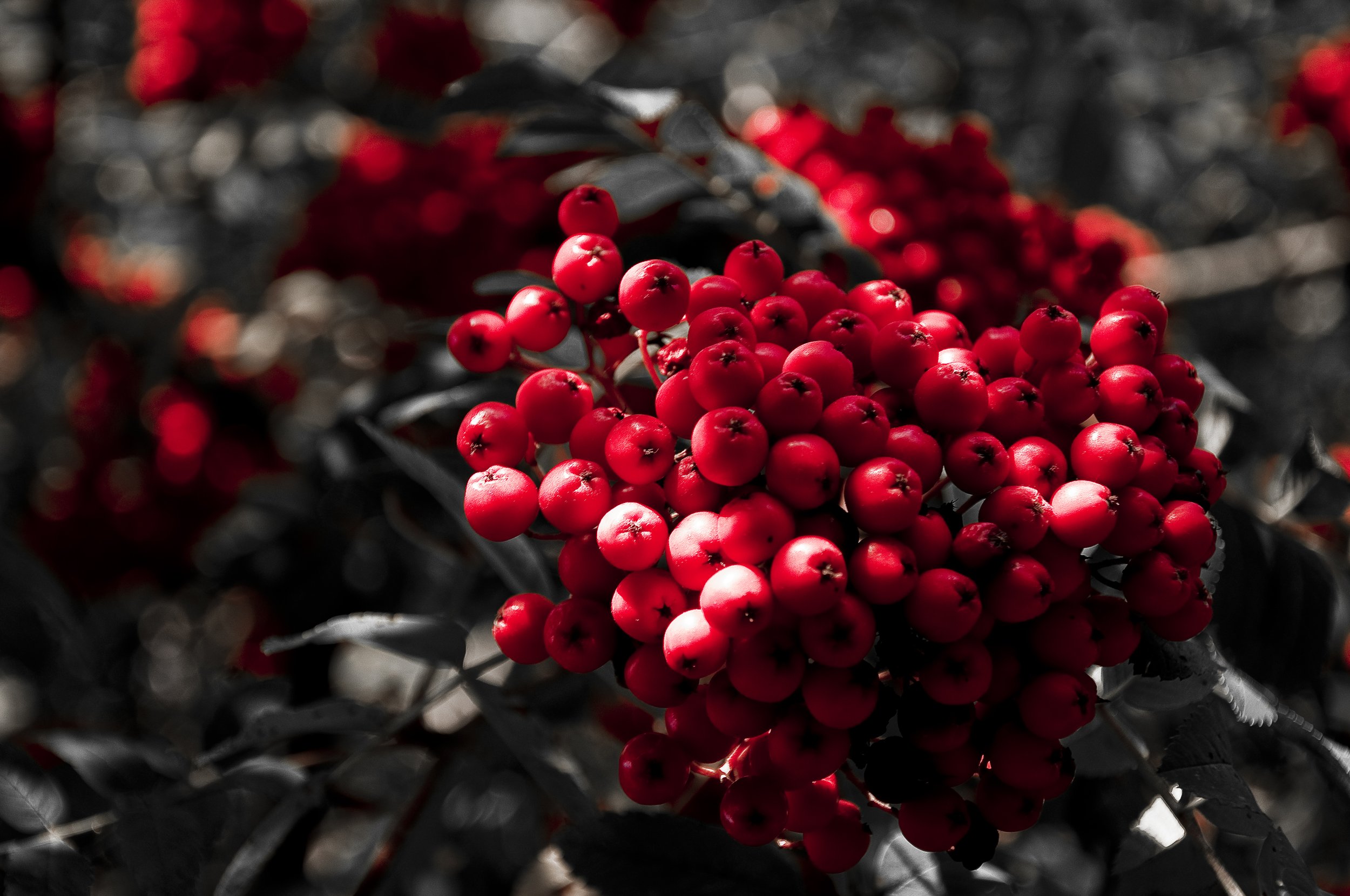 Ett stycke röda bär i en svartvit bakgrund med svarta grenar och löv. 