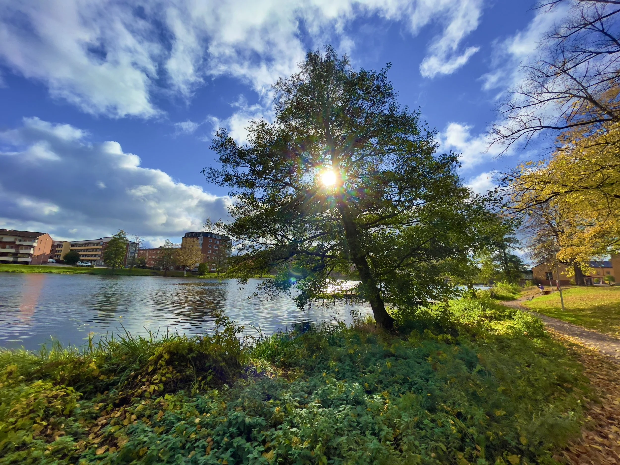 En bild tagen i en miljö som påminner om en park med en å, träd, gräs och en gåväg. Solen skiner igenom ett träd som står centralt i bilden. I bakgrunden syns hus. 