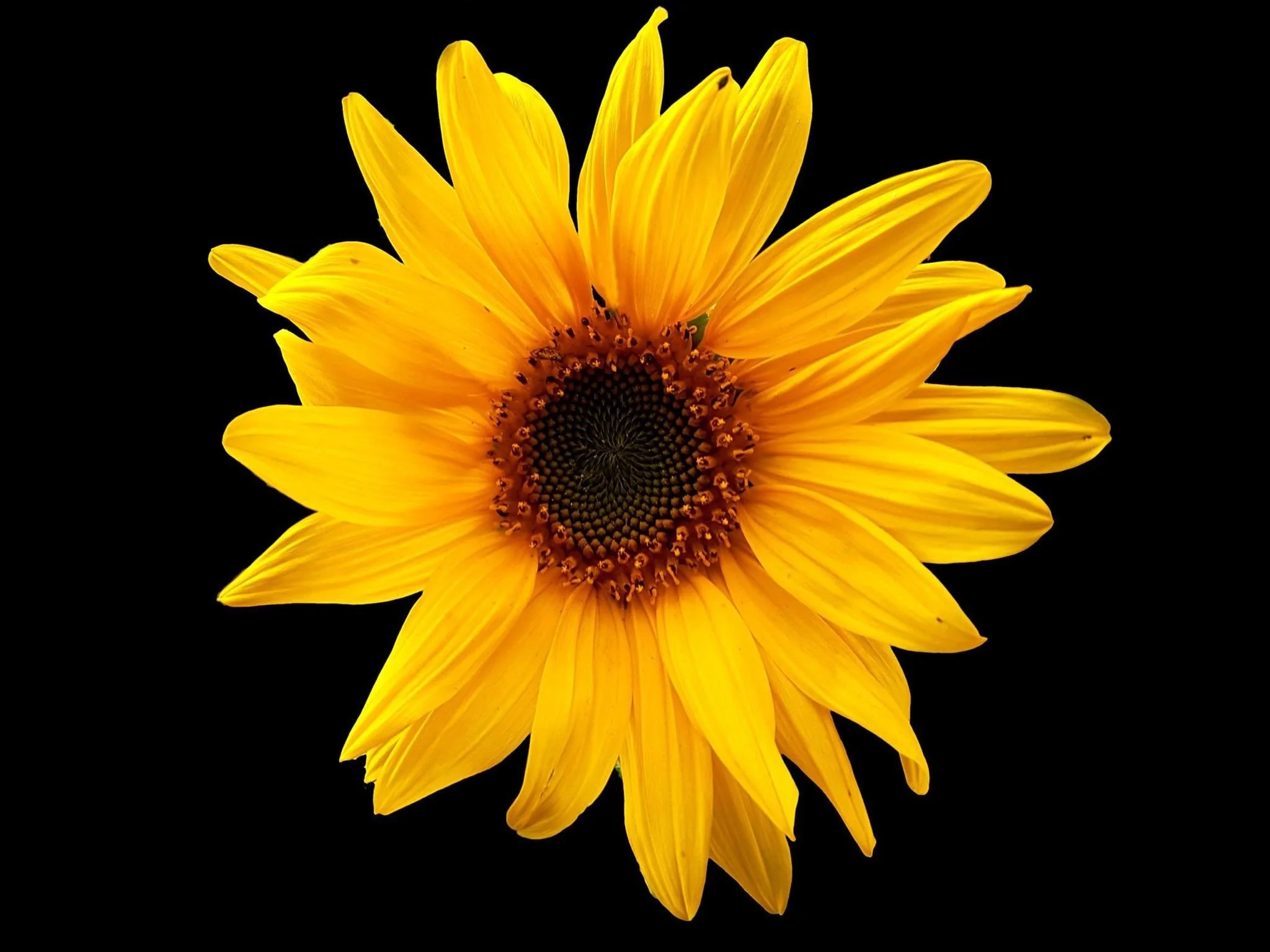 En gul solros med detaljerade blad. Solrosen är i bildens centrum och bakgrunden är svart. 