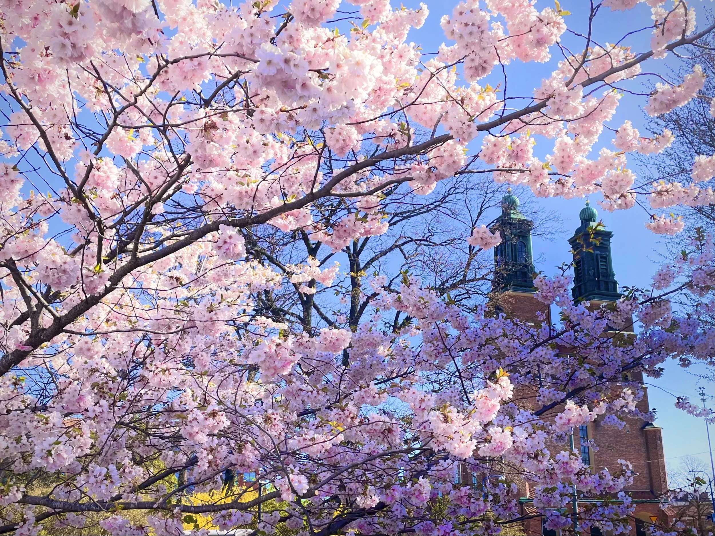 Körsbärsträd i full blomning med rosa blommor. I bakgrunden syns en kyrka med två torn under en klarblå himmel. 