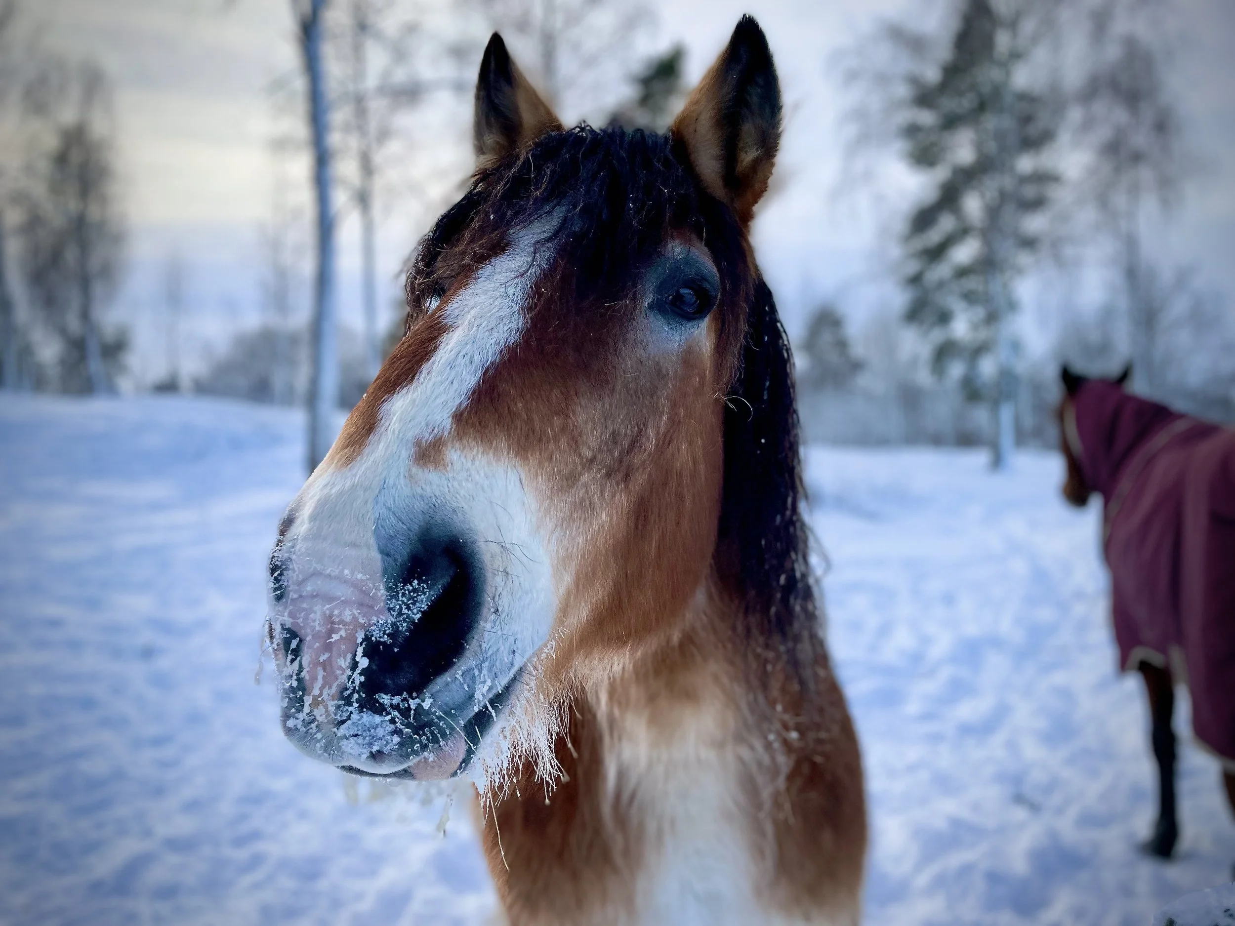 En närbild på en brun häst som ser nyfiken ut. Hästen står i en hage i vinterlandskap med snö på marken. 