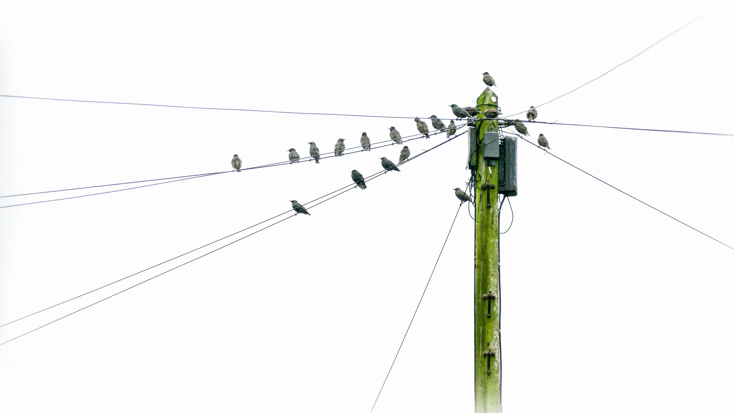 Multiple birds perched on and around a tall utility pole with power lines against a blank white sky.