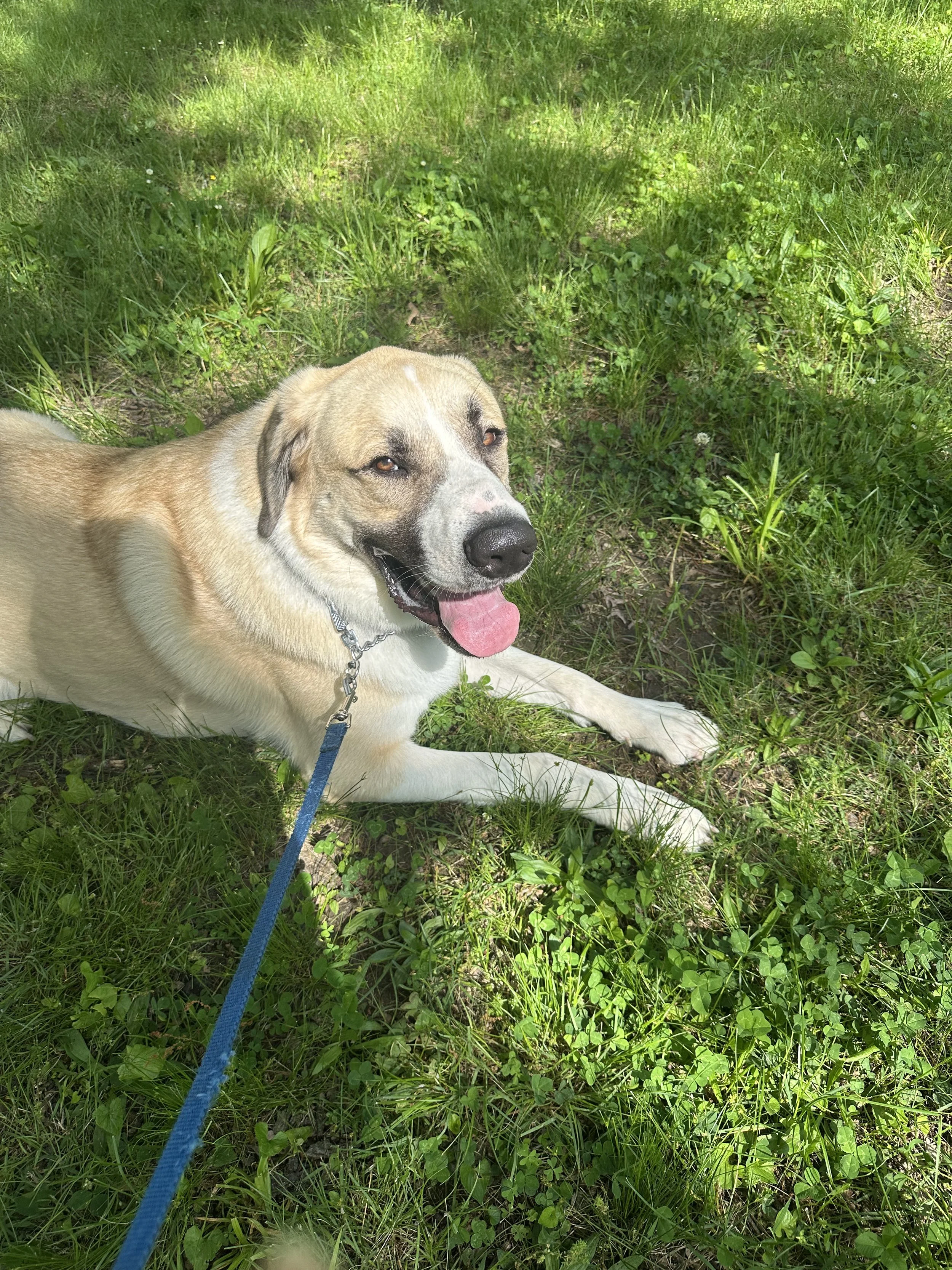 A happy tan and white dog lying on green grass with patches of sunlight, looking at the camera with its tongue out.