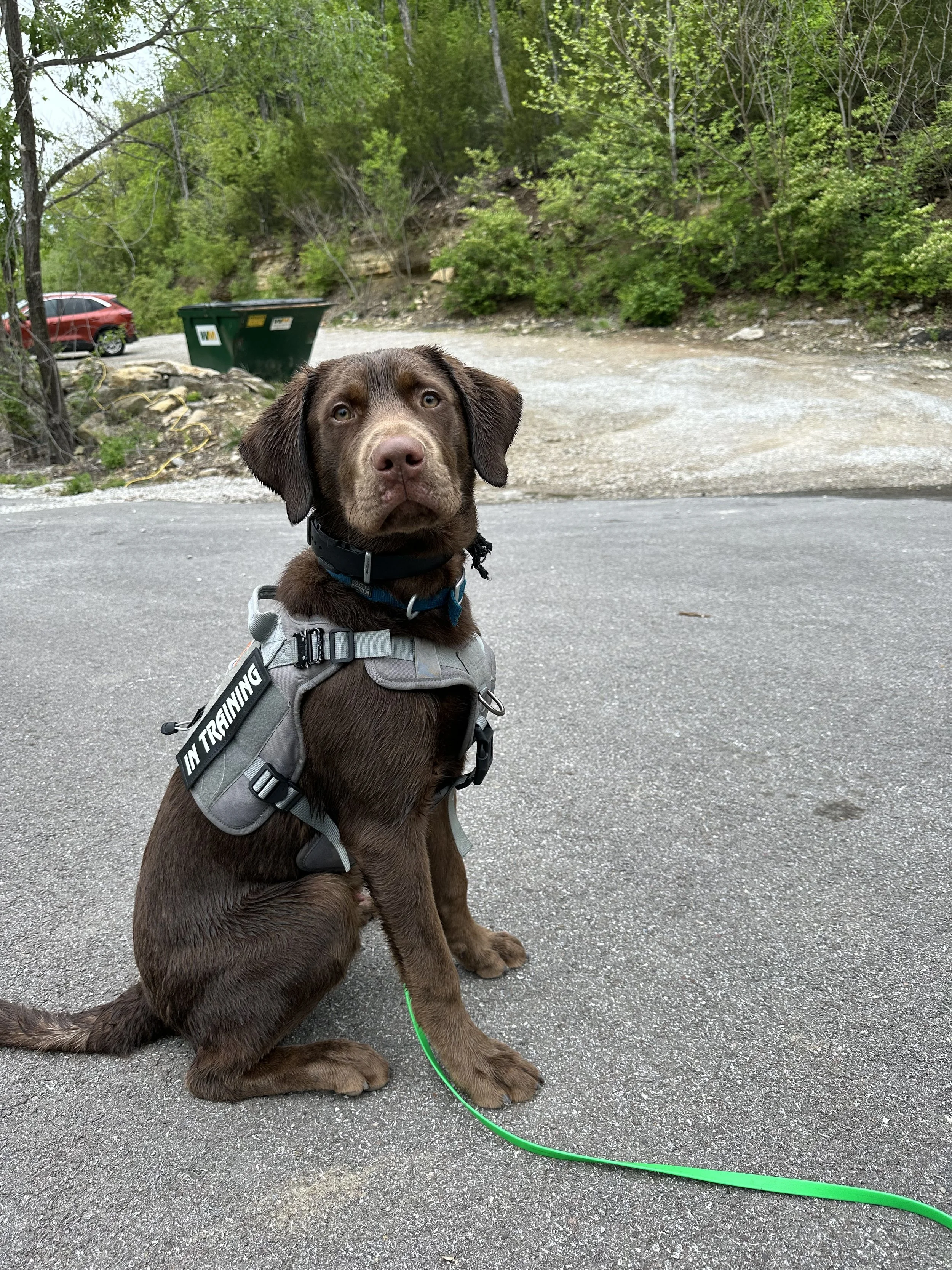 A brown puppy sitting on a paved road with a green leash, wearing a harness that says 'In Training', with trees, a red car, and a trash bin in the background.