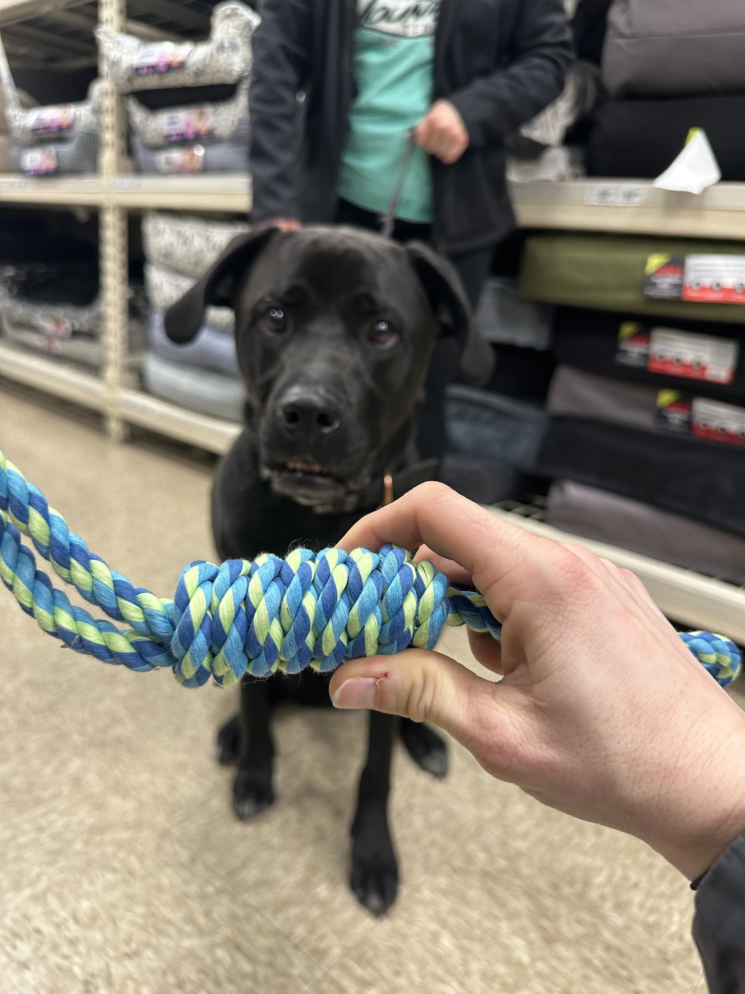 Julie Sikorak, dog trainer holds a blue and green braided rope toy in front of a large black Labrador Retriever inside a store, with shelves of bedding and pet supplies in the background.