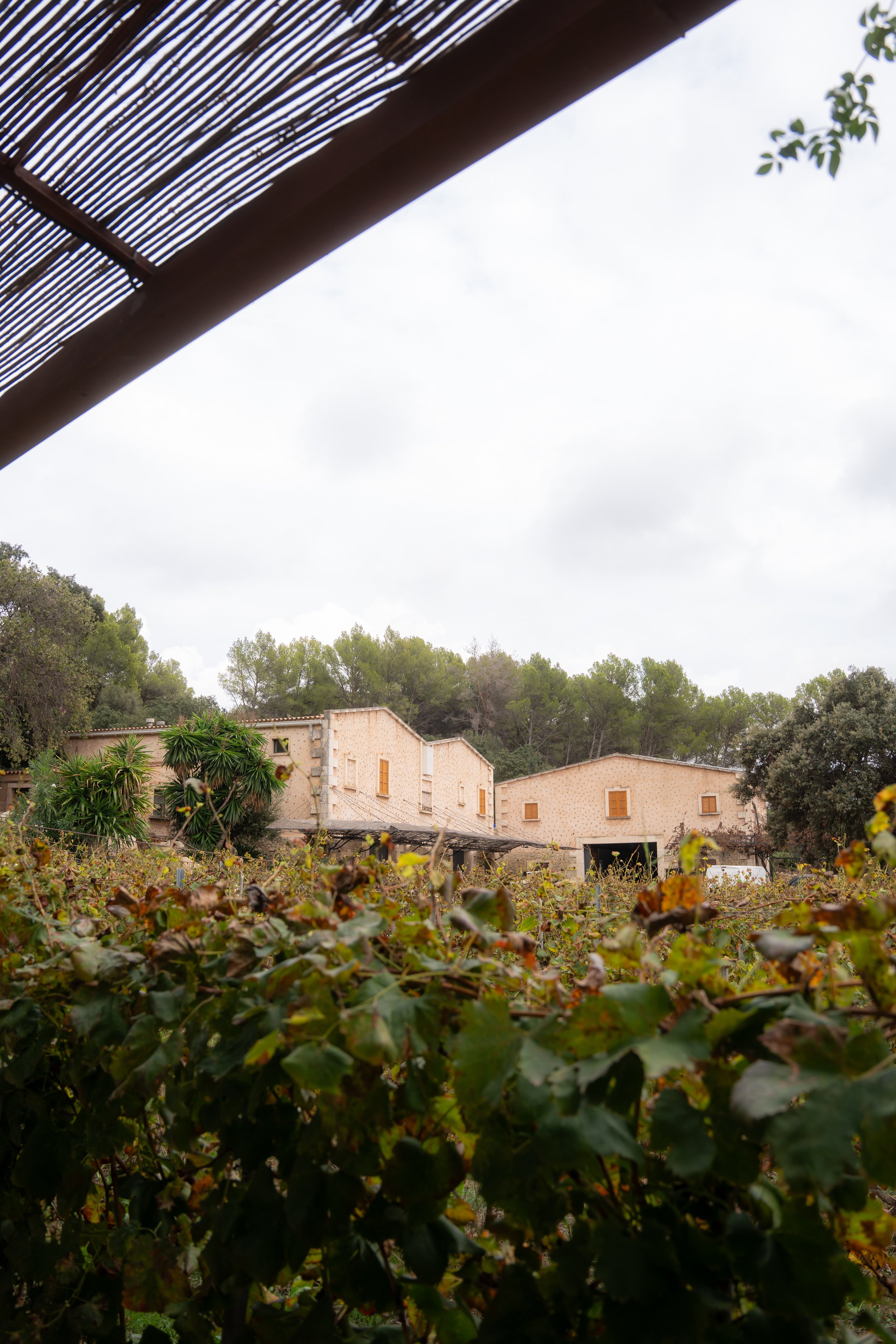 View of a residential area with beige houses, lush trees, and overgrown grapevines in the foreground, under an overcast sky.