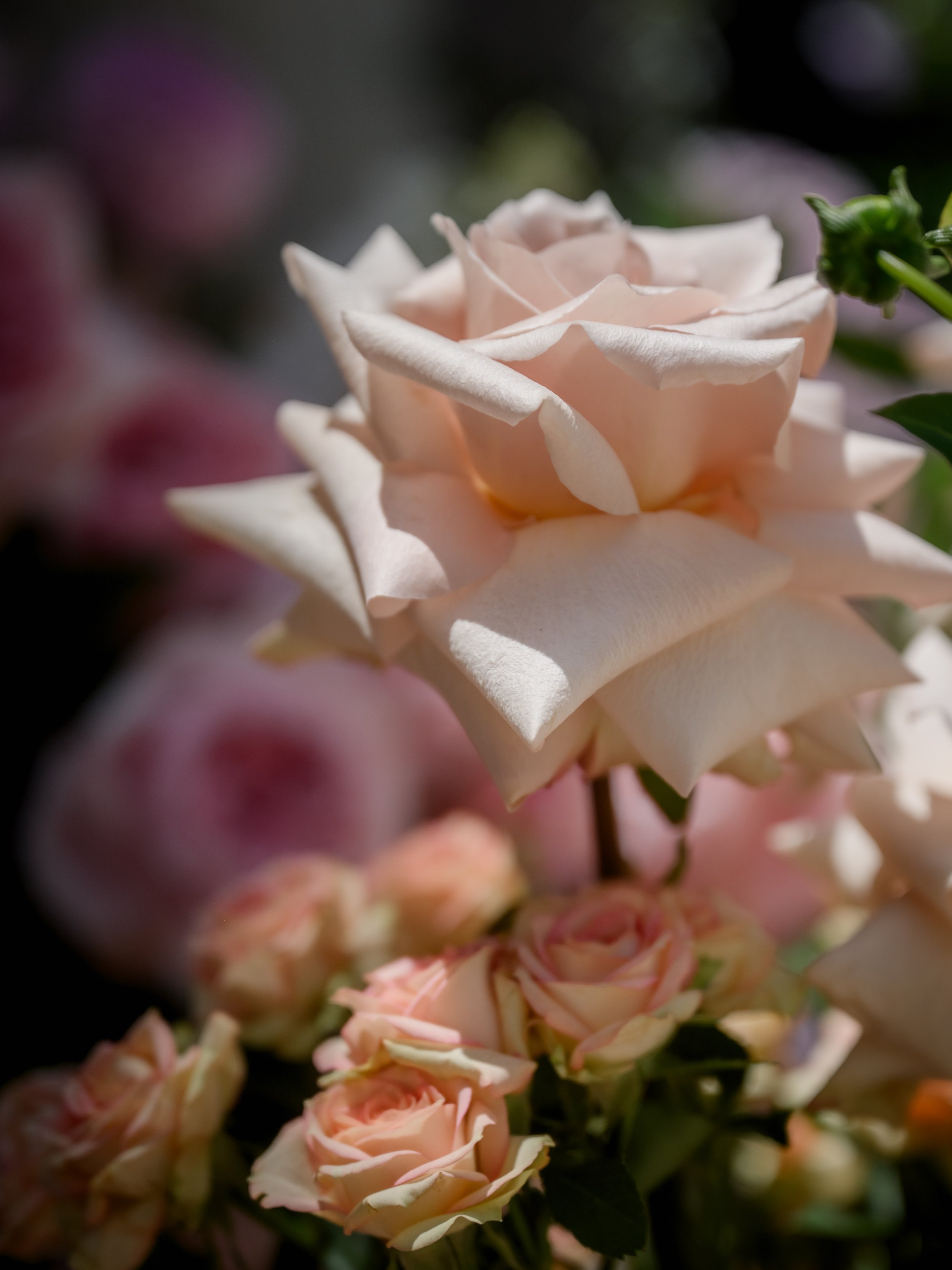 Close-up of a pale pink rose with layered petals in soft focus.