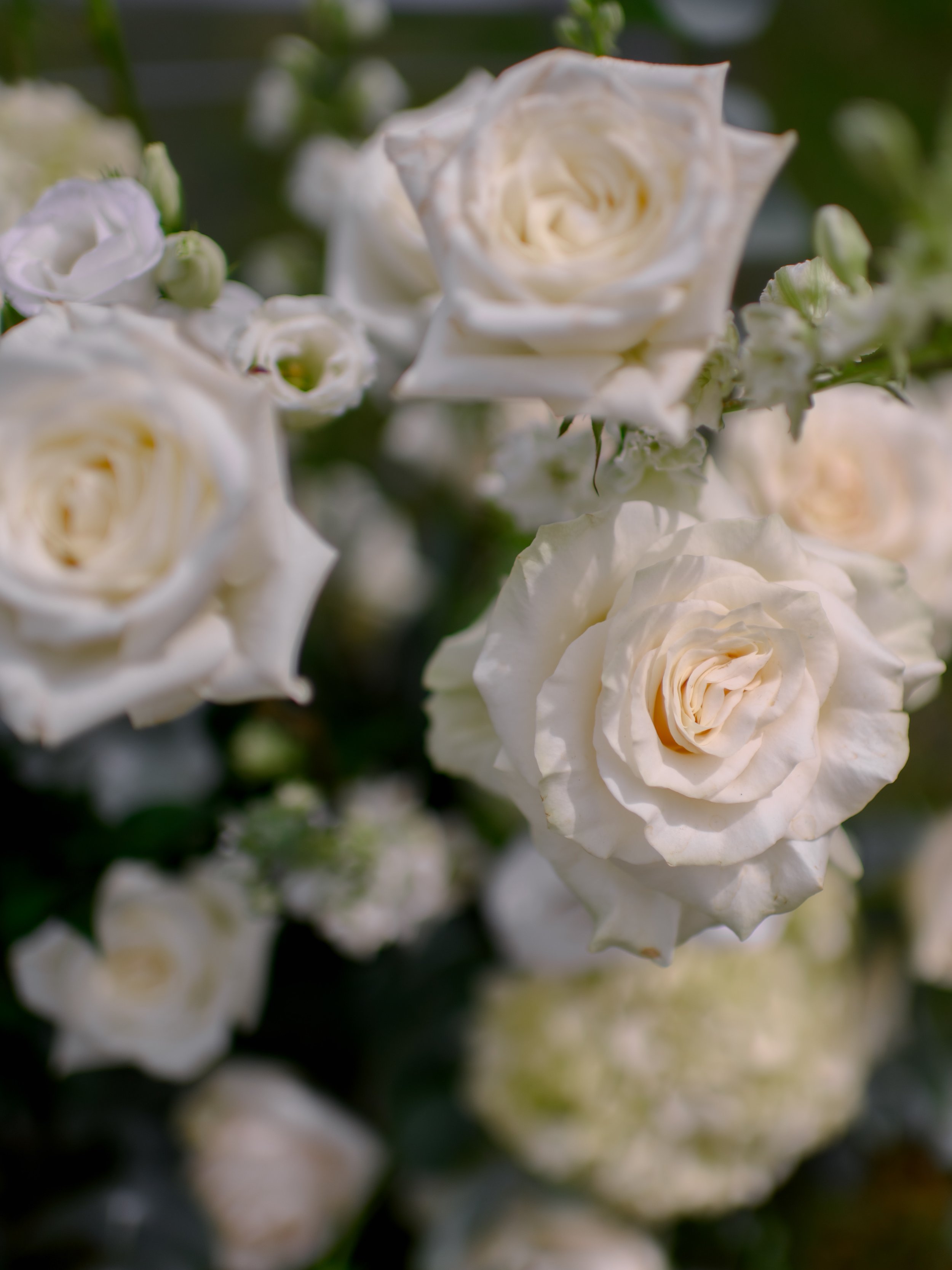 Close-up of white roses in bloom with dark green background.