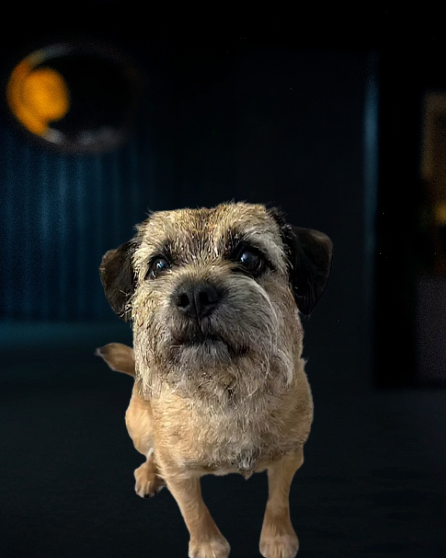 A small, wet dog with a scruffy coat and dark eyes standing on a black surface indoors.