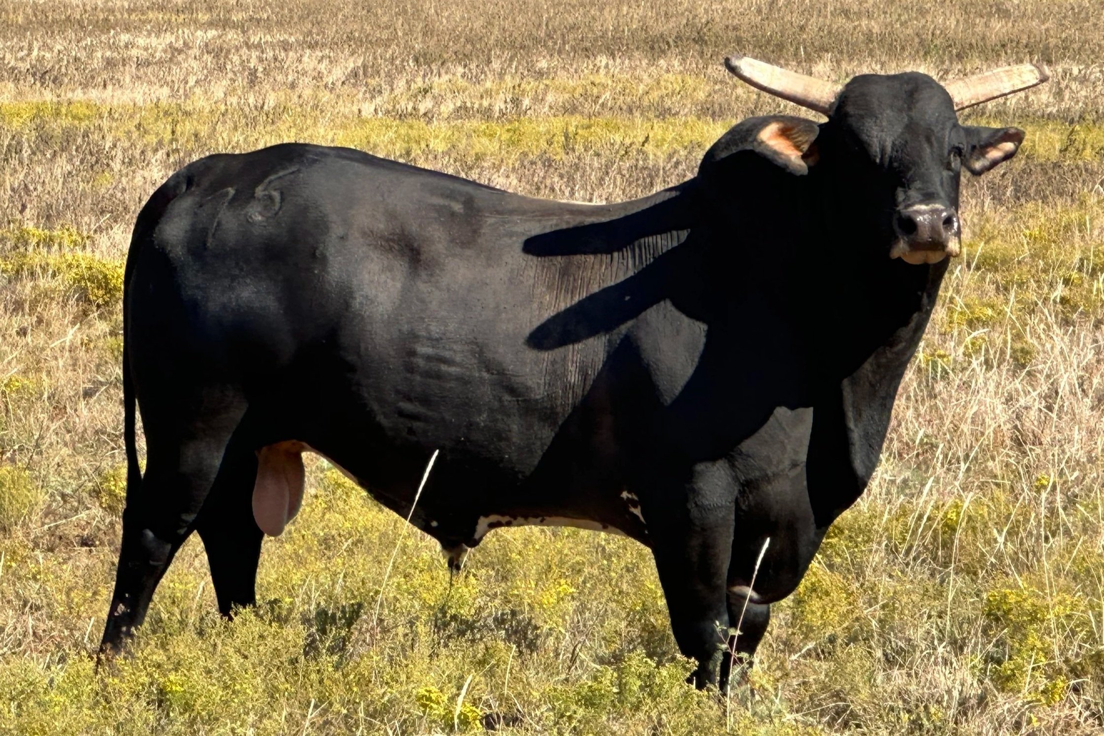 A large black bull standing in a grassy field with yellow and green vegetation, under bright sunlight.