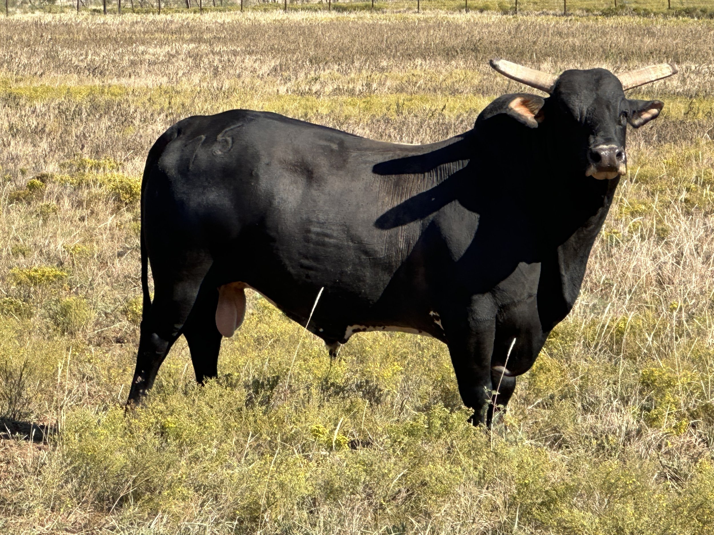 A black cattle standing in a grassy field